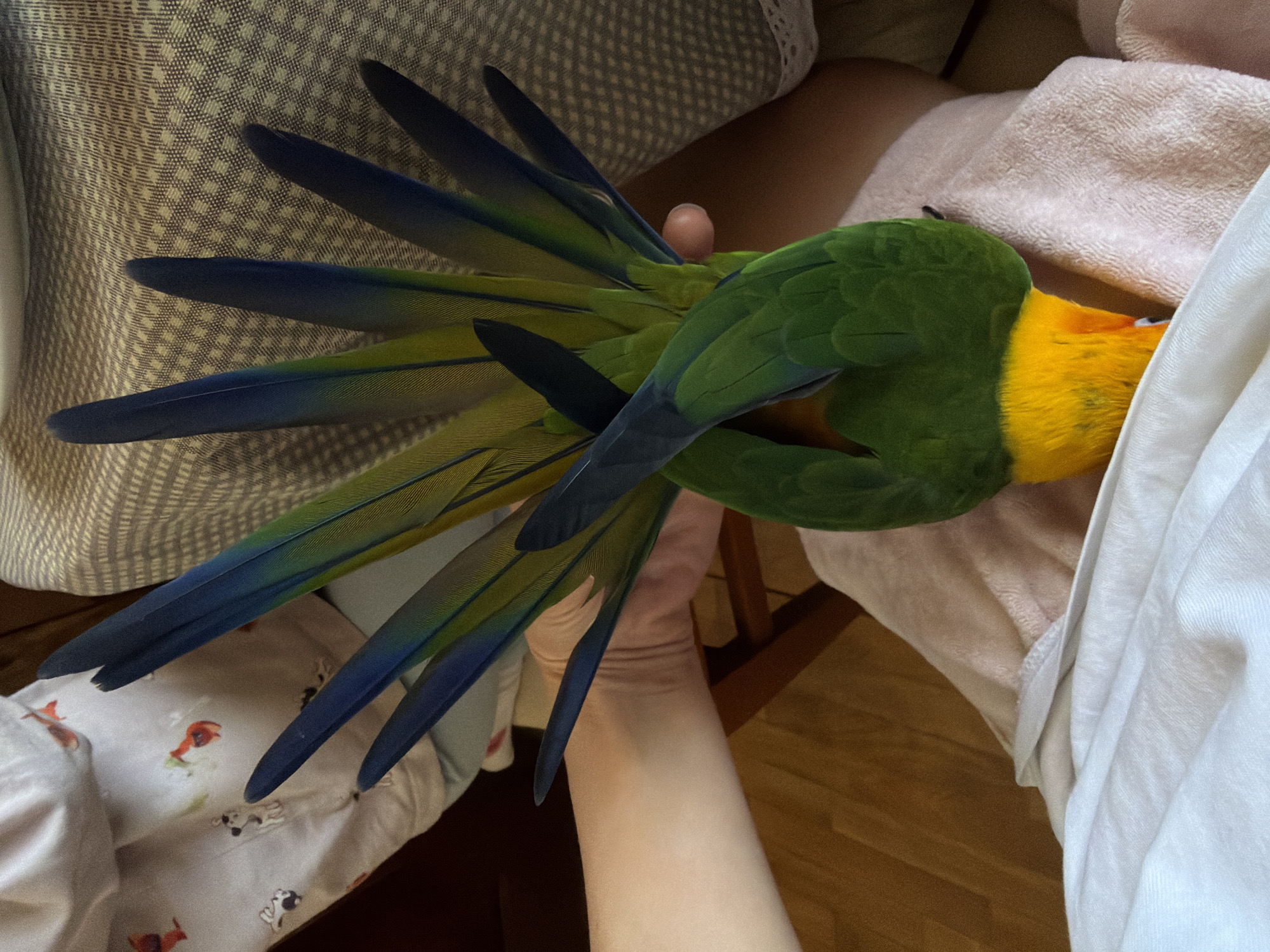 The image shows a colorful bird, likely a caique parrot, being held by a person. The bird has a yellow head, green body, and blue-tipped wing feathers. The person's hand and forearm are visible. The background includes a patterned cushion, a pinkish towel or blanket, and a white cloth or sheet. There is no information to confirm that the image was taken in Khimki, Russia.