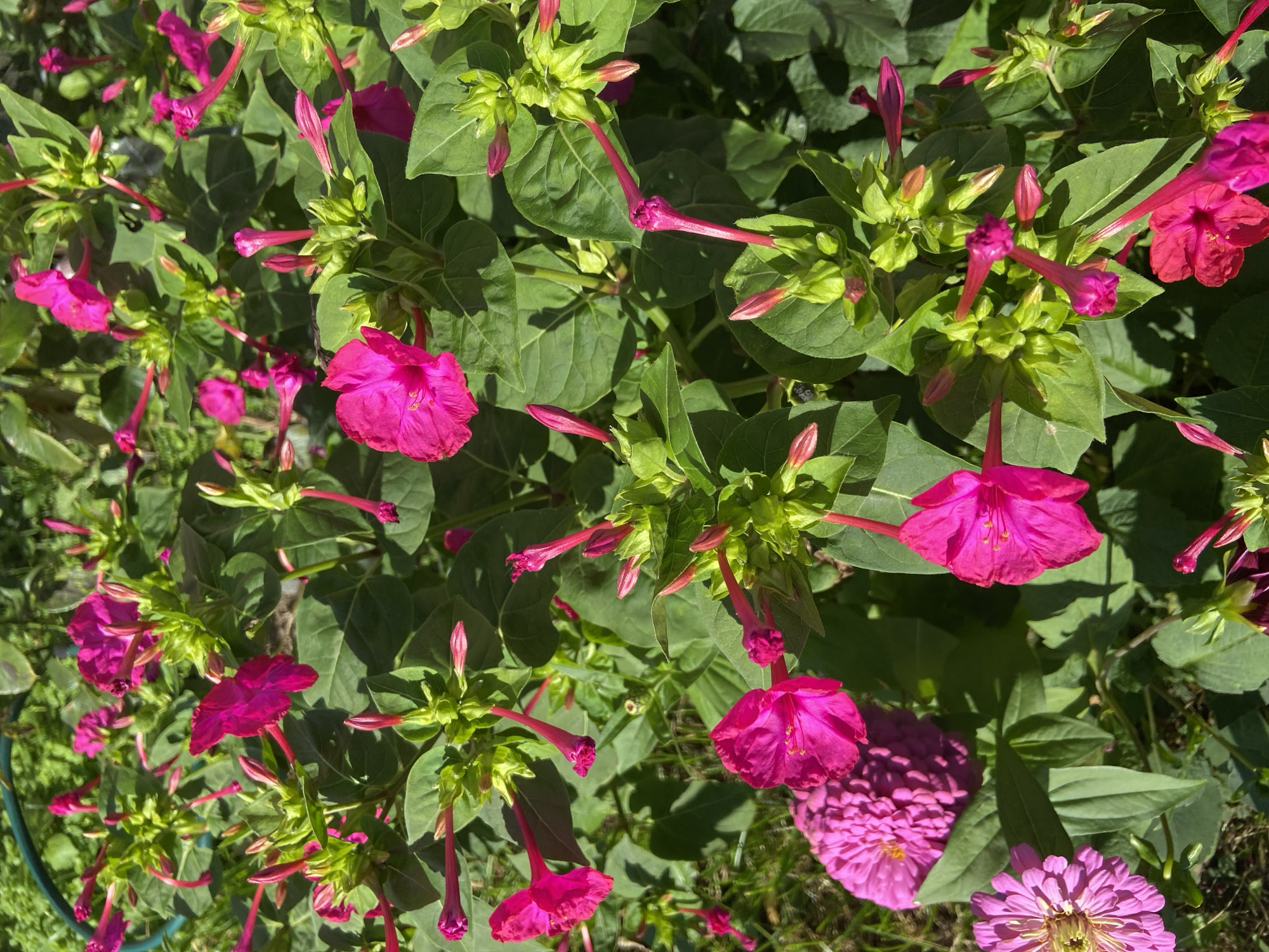 The image is a close-up, high-angle shot of a cluster of bright pink four o'clock flowers (Mirabilis jalapa) in full bloom, interspersed with unopened buds and lush green leaves. Some of the flowers are fully open, displaying their trumpet-like petals, while others are still in bud form, with pointed, elongated tips. The scene is bathed in bright sunlight, casting shadows that create a sense of depth and texture. In the lower left corner, partially visible, are two zinnia flowers, one a vibrant pink and the other a lighter shade with a yellow center. The background consists of more green foliage and some patches of grass, suggesting an outdoor garden setting. The image does not contain any people or specific landmarks that would help pinpoint a location in Balashikha, Russia. The focus is entirely on the vibrant flora.