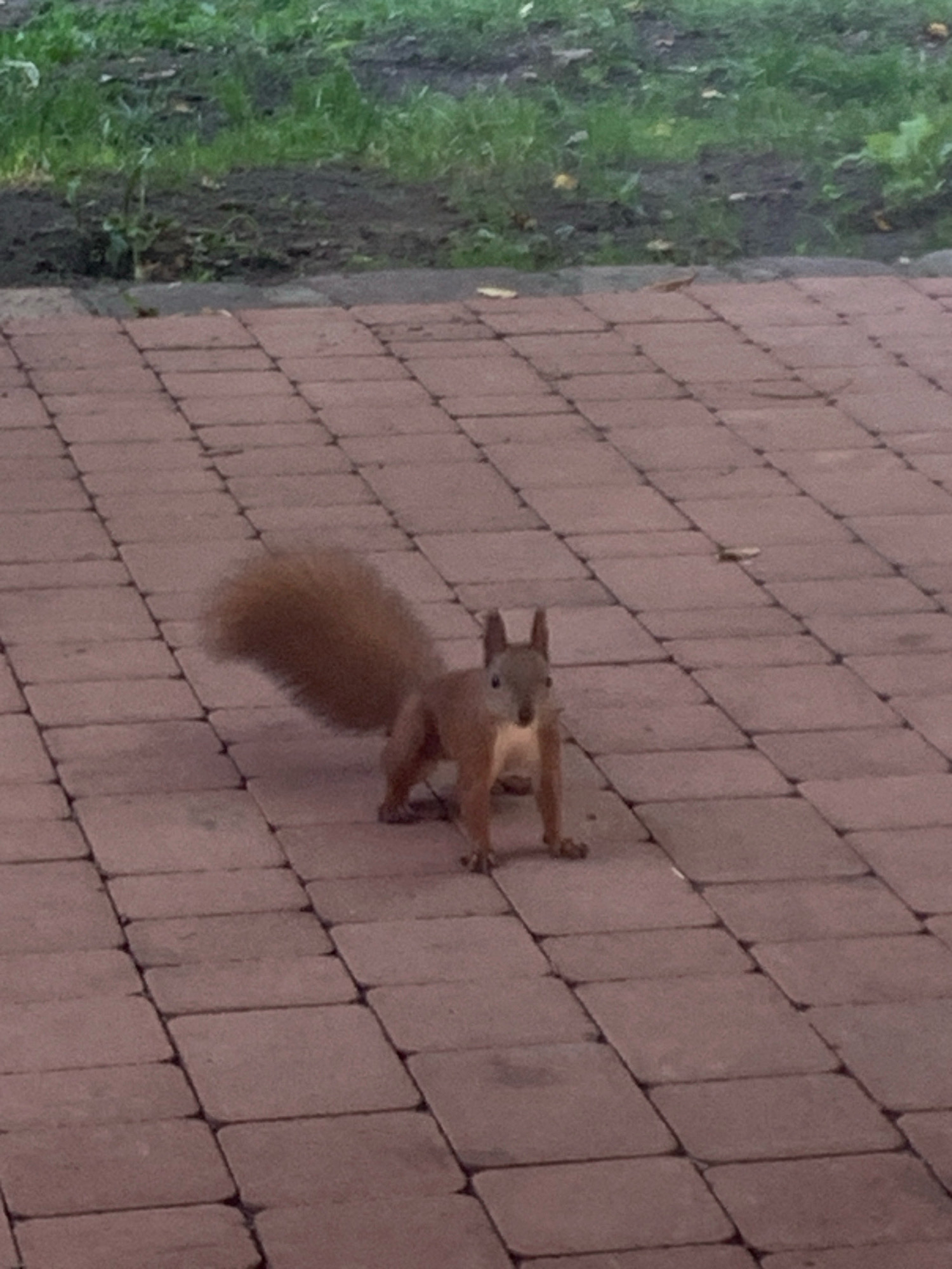 A squirrel stands on a paved walkway made of red brick pavers. The squirrel is facing the camera with its body angled slightly to its left, showing its front paws and chest. Its tail is held high and is bushy and light brown. Behind the paved walkway, there is a strip of darker soil with green grass and some fallen leaves. The image is taken from a slightly elevated perspective, looking down at the squirrel. The lighting suggests an overcast day. There are no people or other animals visible in the frame. The scene appears to be in a park or a garden area within a city, potentially in Lviv, Ukraine, given the query's context, though no specific Lviv landmarks are identifiable.