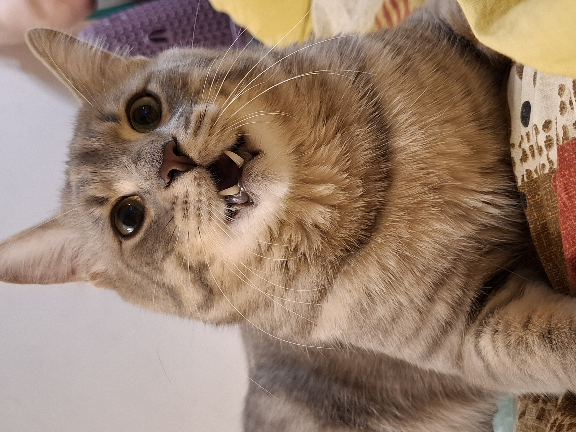 The image shows a close-up of a grey tabby cat with its mouth open, revealing its teeth. The cat is lying down on a patterned surface that appears to be bedding. The background is blurred, but suggests an indoor environment with hints of other objects. The cat's expression is one of surprise or excitement. There are no visible elements that indicate a specific location within Zemun Urban Municipality, Serbia.