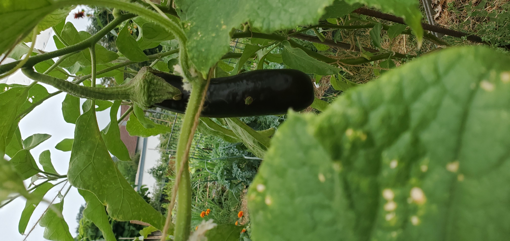 An eggplant hangs from its stem in a garden, surrounded by green leaves. The eggplant is dark purple and appears ripe. The garden is in Achern, Germany, and includes other plants, a fence, and a building in the background. The sky is overcast. There are two small green insects on the eggplant. The foreground leaf is out of focus.