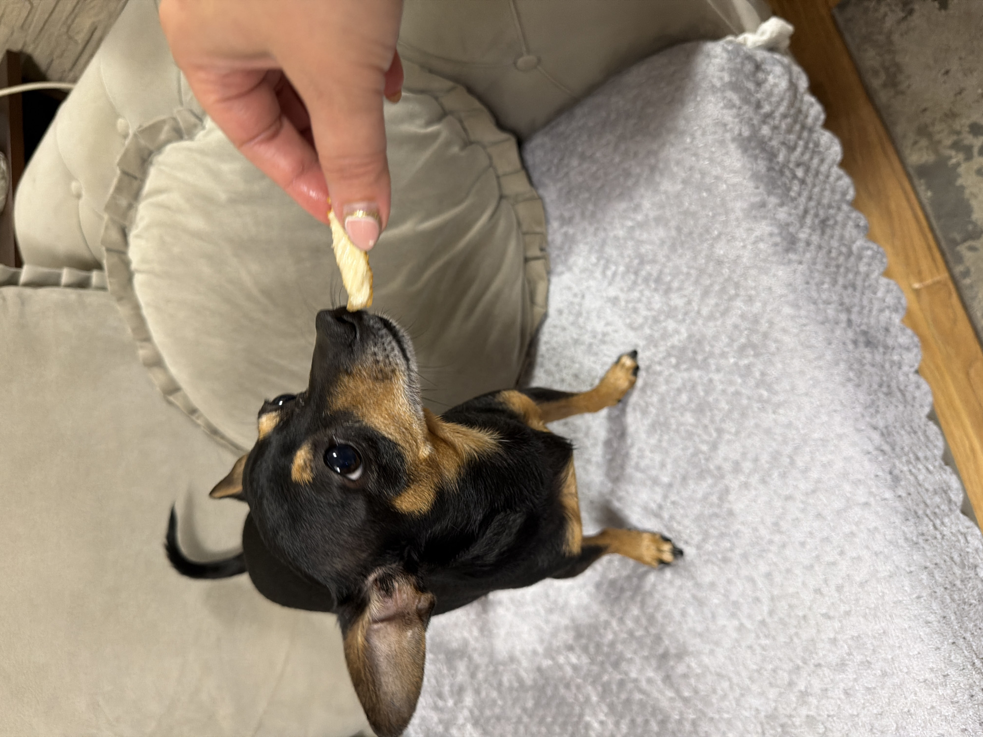 A small black and tan dog with pointy ears is on a gray couch, looking up at a hand offering it a piece of food. The dog is facing the left side of the image and is leaning forward. The hand is holding a light-colored, oblong piece of food between its thumb and index finger. The couch is a light gray color and has decorative tufting on the backrest. The dog's tail is curved over its back. The lighting in the image is warm and appears to be indoor lighting. The background is out of focus, but suggests an indoor setting, possibly a living room.
