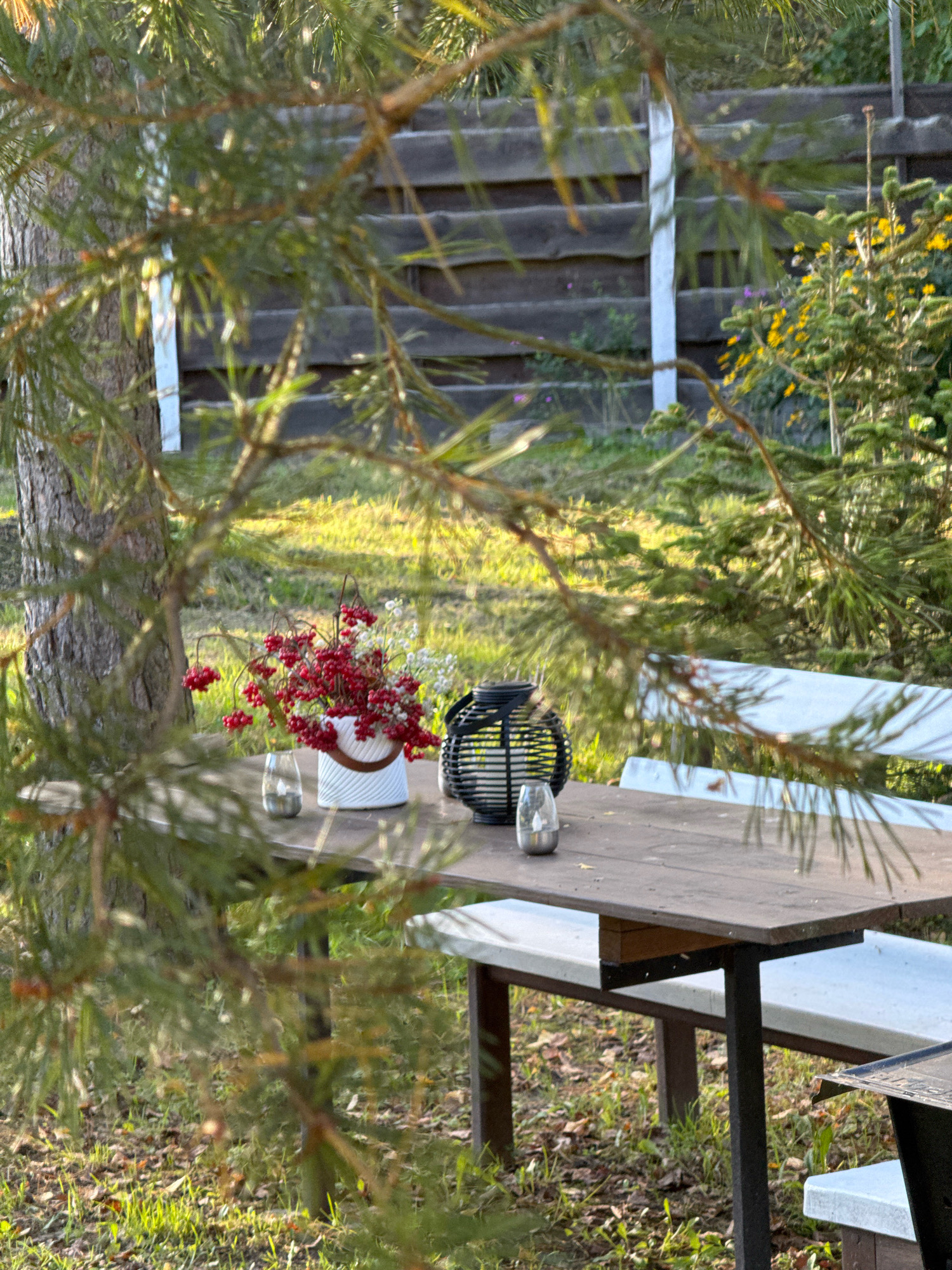 The image depicts a rustic outdoor dining scene, likely in a garden or yard setting, with a focus on a wooden table and benches. The scene is framed by the branches and needles of a pine tree, adding a natural, slightly obscured perspective. The table itself is dark brown and appears weathered, with a visible grain. On the table, a white ceramic vase holds a bouquet of bright red berries, possibly viburnum or rowan berries, accented by smaller white flowers and greenery. Beside the vase is a black, cage-like lantern with a geometric design. A small, clear glass votive candle holder with a lit candle is positioned to the left of the vase. Behind the table, a white-painted bench is visible, extending out of frame. The ground surrounding the table is covered in a mix of green grass, fallen leaves, and dry pine needles. In the background, a weathered wooden fence runs horizontally, with a white post visible to the left of the fence. Beyond the fence, more greenery, including a small evergreen tree with yellow flowers, and sunlit patches of grass suggest an outdoor, possibly rural or suburban, environment. The overall lighting indicates it is daytime, with warm sunlight casting shadows and highlighting textures. There are no people visible in the image. The location is identified as Вароніцкі сельскі Савет, Belarus, suggesting a rural or semi-rural Belarusian context.
