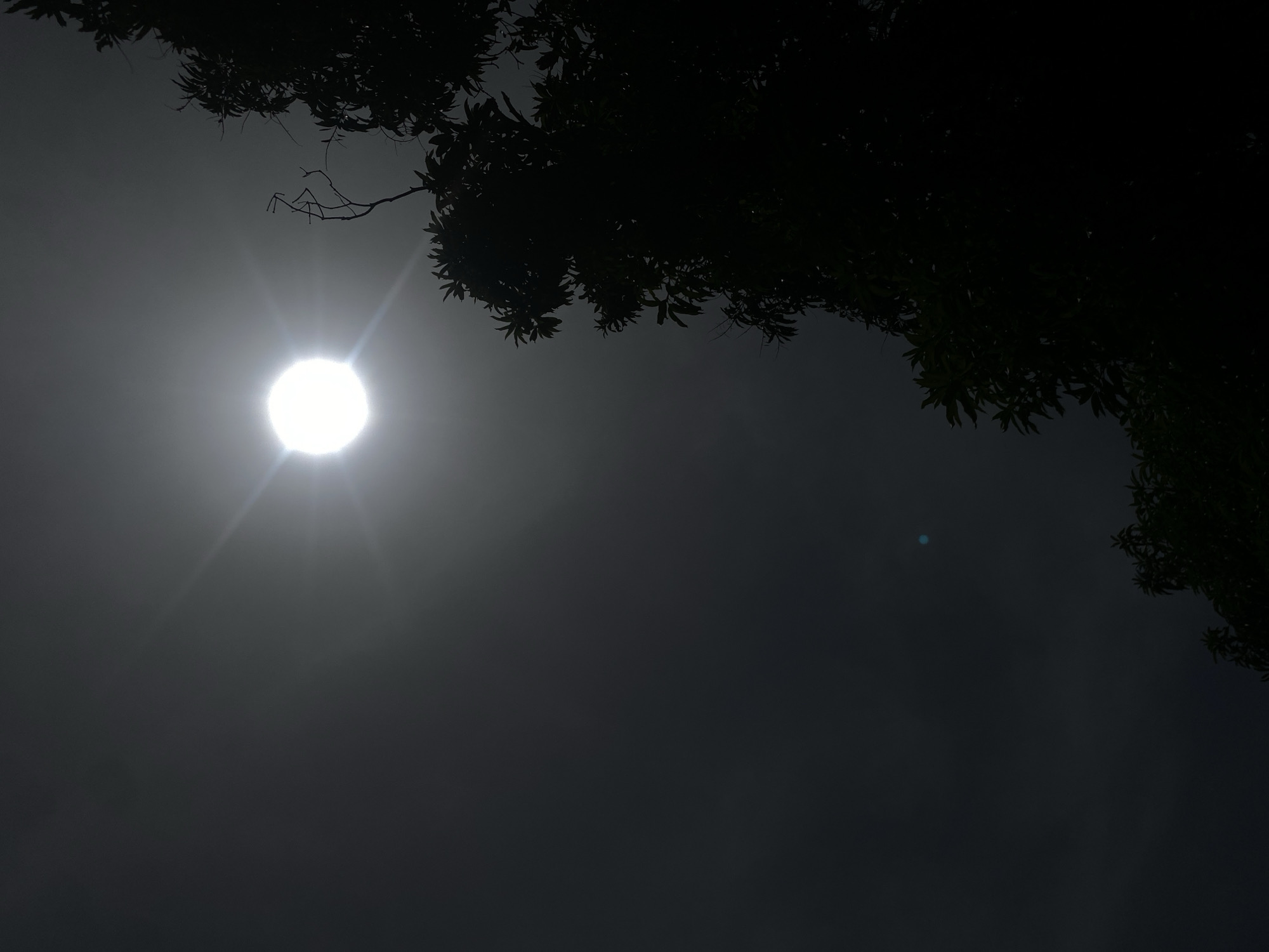 The image displays a high-contrast, upward-looking view featuring a brilliant, circular light source, likely the sun, piercing through a dark and hazy sky. Positioned in the upper left of the frame, this light source emits prominent lens flares, creating starburst-like rays that emanate outwards. The sky is a uniform, deep grey, suggesting heavy cloud cover, fog, or atmospheric haze.
Dominating the upper and right portions of the image are the dark, silhouetted forms of tree branches and dense foliage. The leaves are sharply defined against the brighter sky and light source, indicating the light is positioned behind the trees relative to the camera. There is no visible human activity or discernible objects other than the natural elements. The scene conveys a sense of a natural phenomenon, possibly a very overcast day, twilight, or even an obscured solar event, given the intense brightness and lens flare. No text is visible within the image. The location context provided is Barden Yana, Nigeria.
