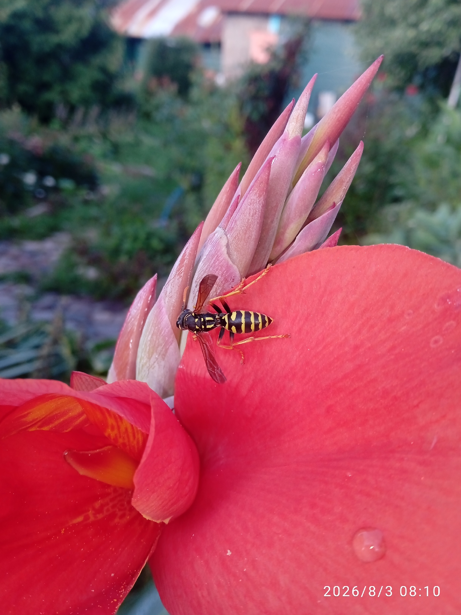 This is a close-up, outdoor, daytime, eye-level shot of a wasp on a vibrant red flower. The wasp is black and yellow striped and is positioned on the petal of the flower. The flower has large, red petals and a bud-like structure that is pink and pointed. The background is blurred, showing greenery and a hint of a building with a rusty roof. The image also contains a timestamp in the lower right corner: "2026/8/3 08:10". The location is Blagoveshchensk, Russia.