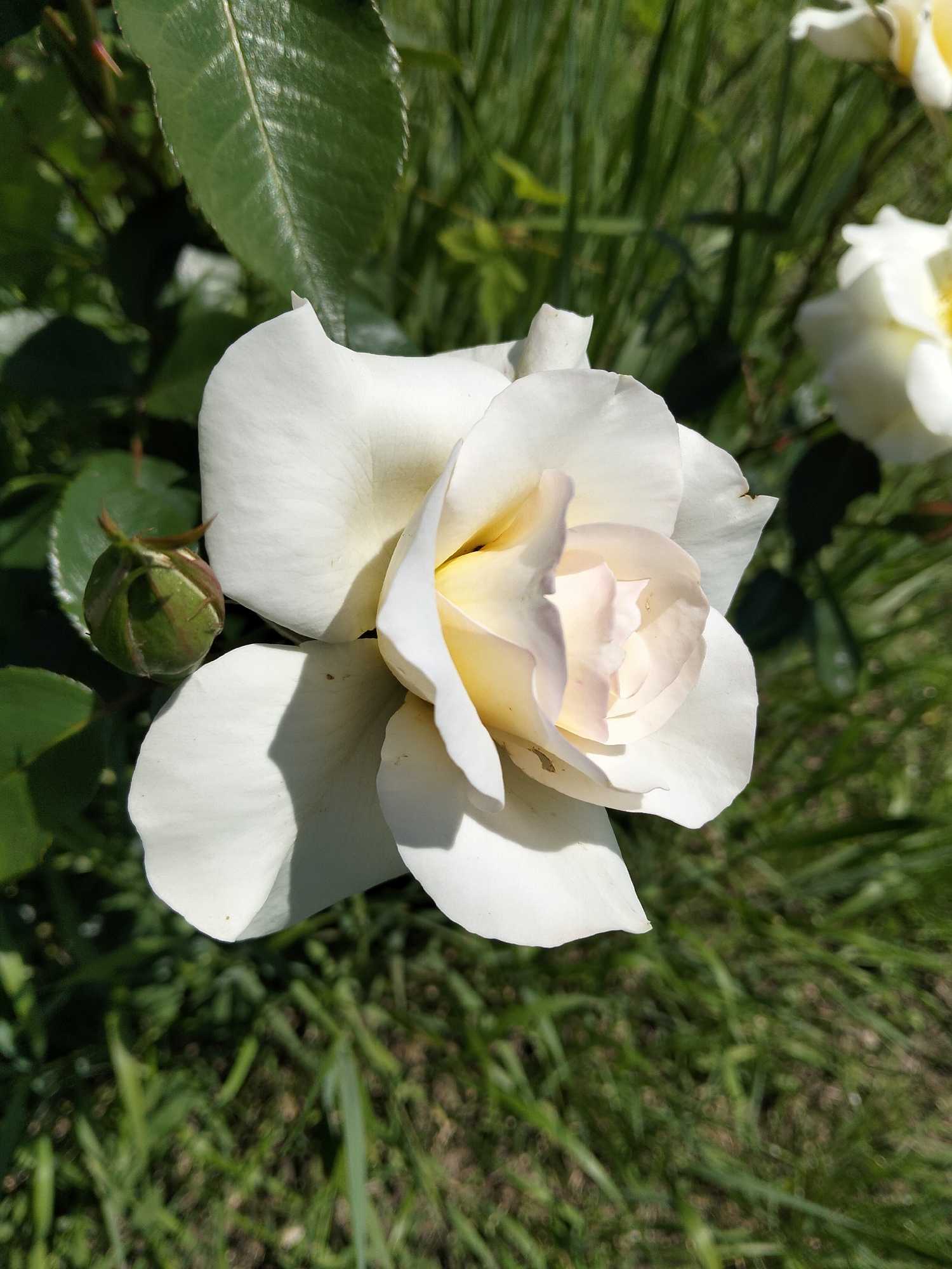 This is a close-up, high-angle shot of a white rose in bloom, with a rosebud to its left, set against a backdrop of green foliage and grass. The rose is the primary subject, its delicate white petals tinged with a subtle creamy yellow at the center, unfurling gracefully. The rosebud, still tightly closed, exhibits a vibrant green hue with hints of reddish-brown at its tip. Lush green leaves surround the flowers, some in sharp focus and others softly blurred, suggesting a garden setting. The ground is covered in a carpet of green grass, also out of focus, adding depth to the scene. The lighting indicates a sunny day, casting distinct shadows from the rose's petals onto the foliage below and highlighting the textures of the petals and leaves. The image captures a serene moment in nature, likely during daytime. There is no visible text in the image.