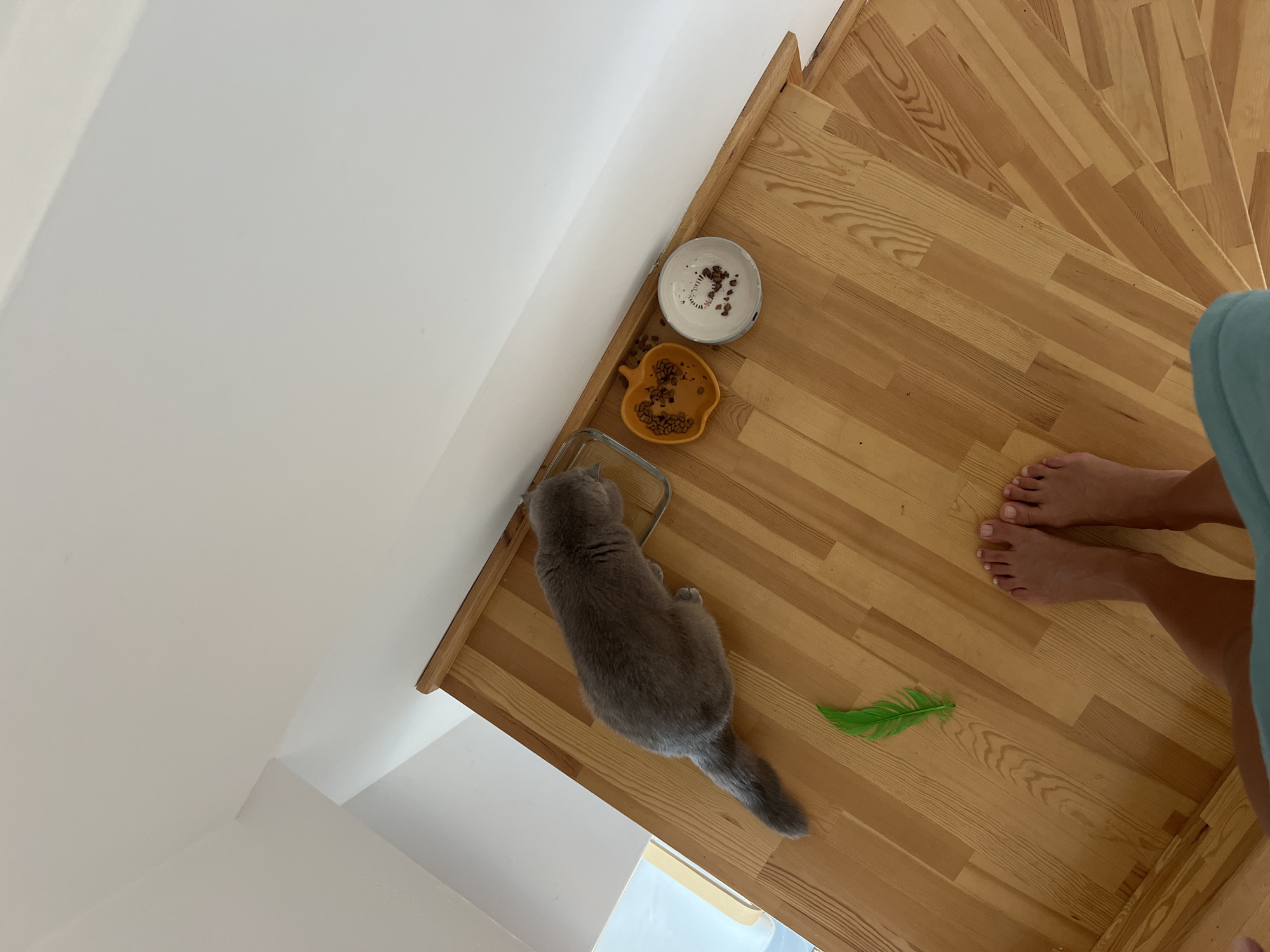 The image depicts a domestic scene on a wooden staircase. A grey cat is positioned on the top step, near two food bowls, one orange and apple-shaped containing kibble, and a white bowl with scattered kibble. A green feather toy lies on the wooden floor below the cat. In the foreground, a pair of human feet are visible, pointing towards the staircase. The environment appears to be indoors, with white walls and natural light. There is no indication of the city of Aksu, Turkey.