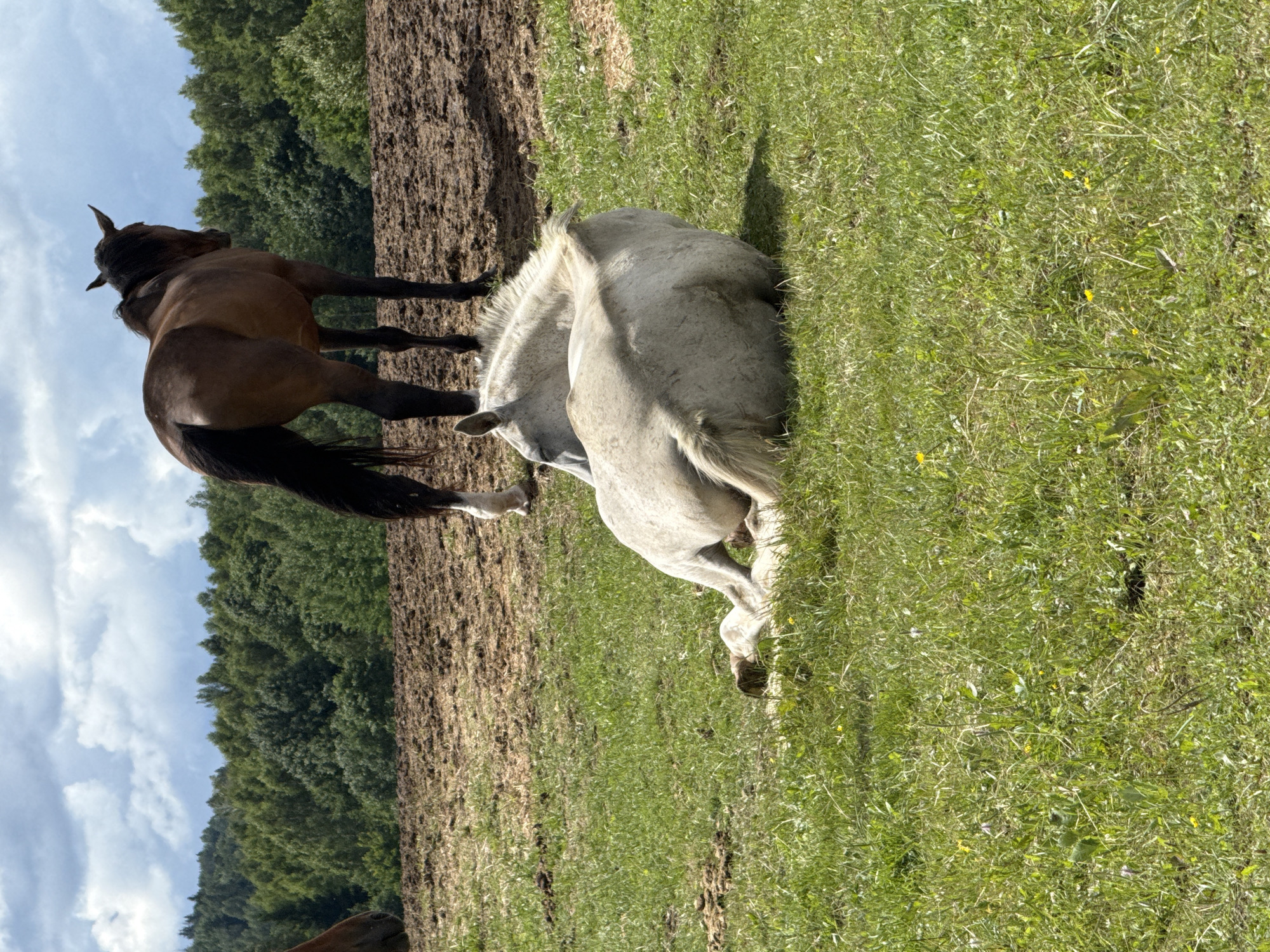 In the city of Galinė, Lithuania, on a sunny day with a partially cloudy sky, a scene unfolds in a rural setting. In the foreground, a white horse is resting on its side in a grassy field, its body curled up. Behind it, a brown horse stands on a dirt patch, facing away from the camera towards a dense forest that forms the backdrop of the scene. The forest appears lush and green under the bright sky, suggesting a natural and undeveloped environment. The dirt patch suggests a pasture or corral area.