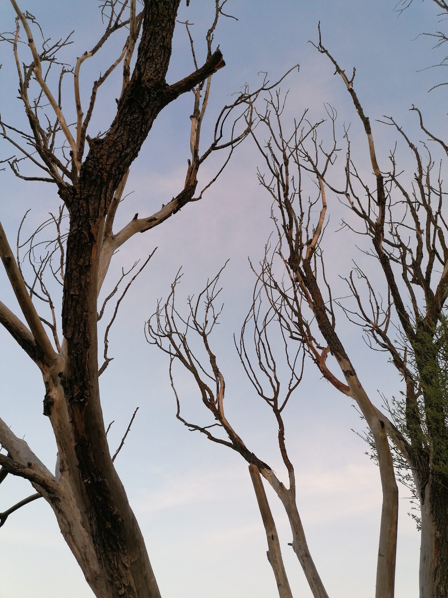 The image depicts a cluster of trees against a pale blue sky. Most of the trees are bare, with only a few thin branches and no leaves. The bark on the trunks varies from light grey to dark brown and heavily textured. One tree on the right has sparse green foliage near the top of the trunk. The image appears to be taken from a low angle, looking up into the trees. No people or other discernible objects are visible. The location and city are unknown.