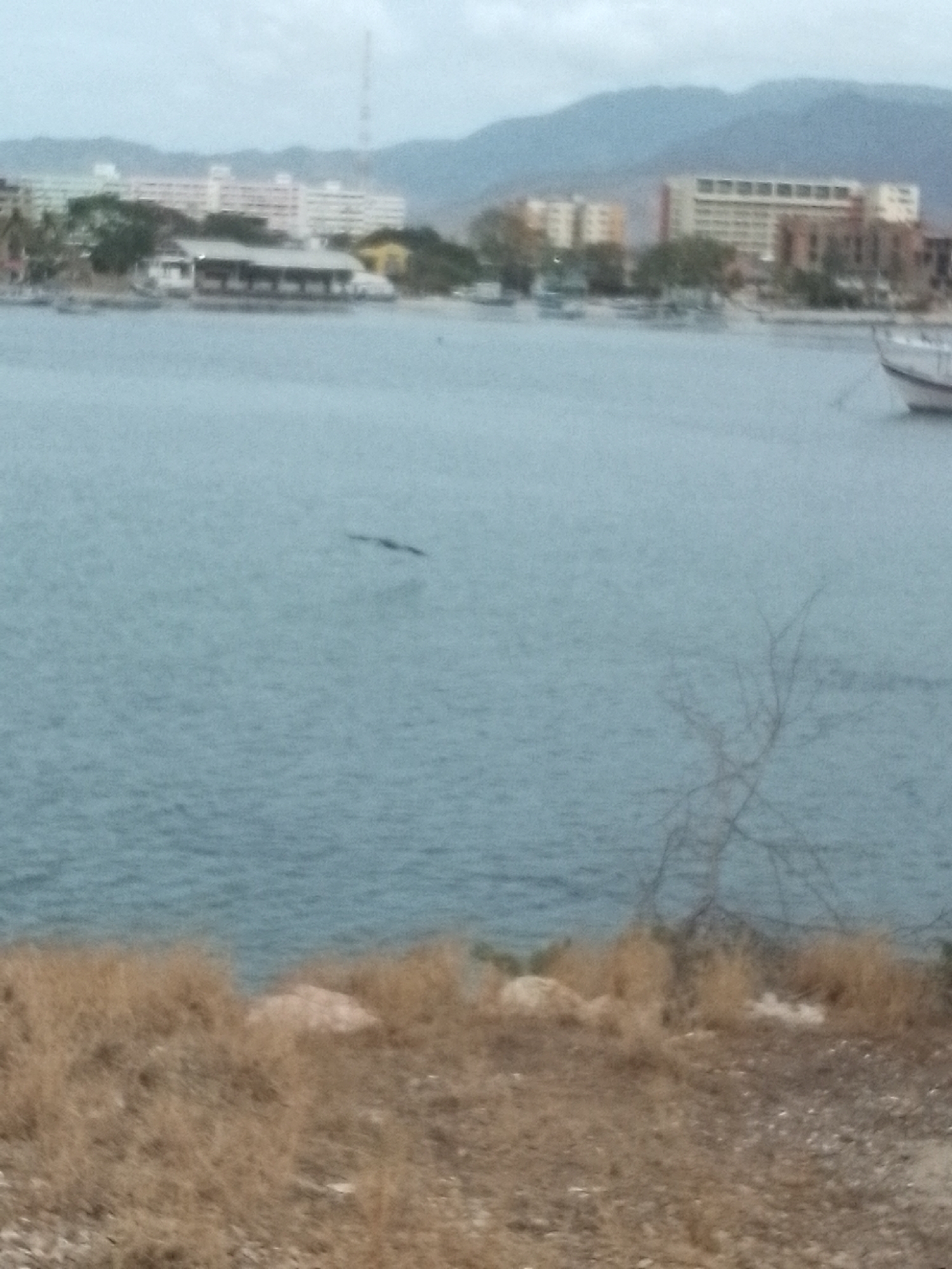 The image depicts a coastal scene in Juan Griego, Venezuela, likely taken near the waterfront. In the foreground, there is dry, sparse vegetation with scattered rocks. The middle ground shows a body of water with a dark object, possibly a bird in flight, skimming the surface. In the background, there are buildings along the shoreline, including what appears to be a multi-story hotel or apartment complex. There are also hills or mountains in the far distance under a cloudy sky. A boat is docked on the right. The presence of the radio tower indicates this may be a shot near La Galera Fortress on a cloudy day.