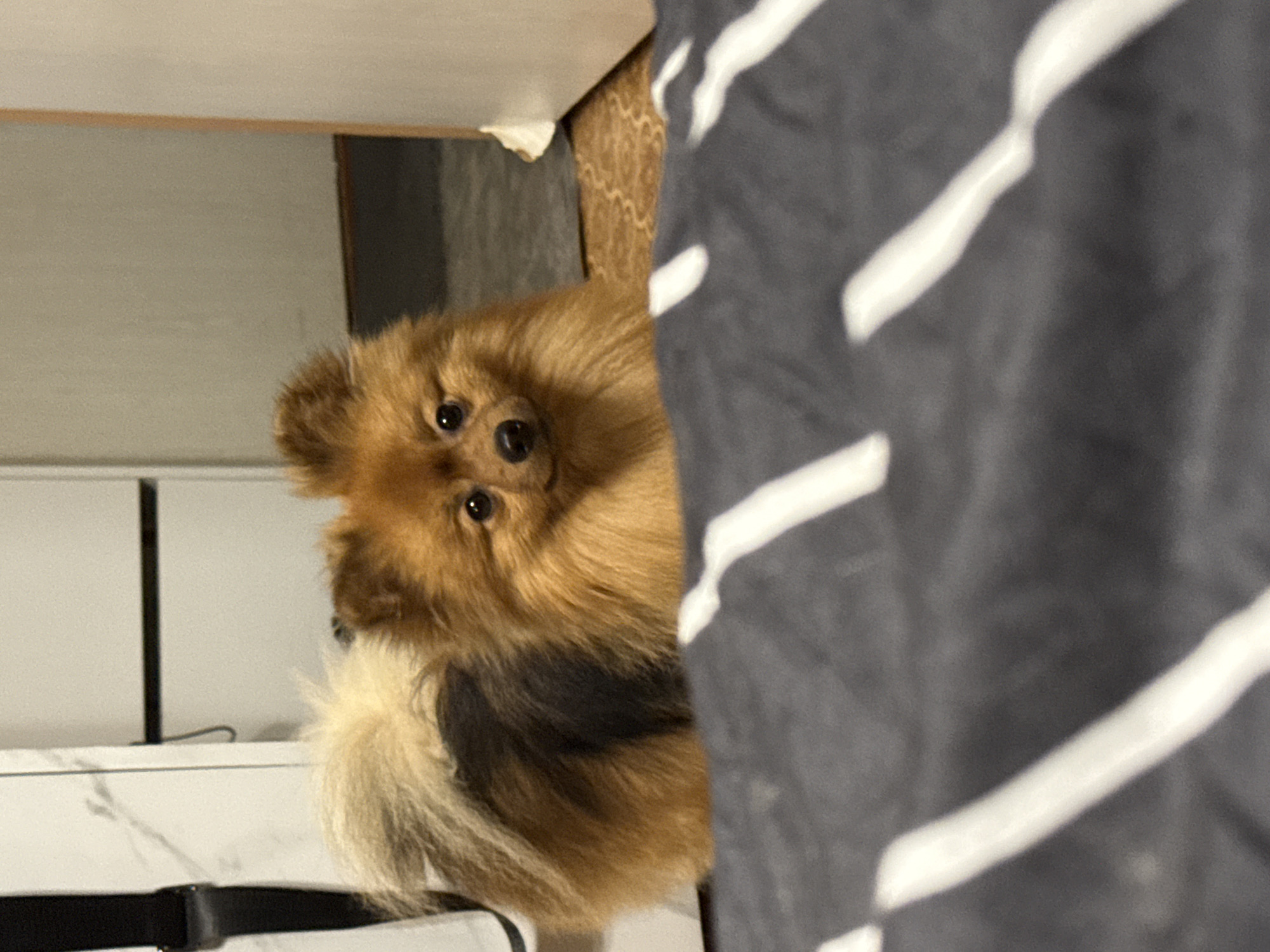 A Pomeranian dog with light brown fur and dark brown eyes is looking directly at the camera. The dog is fluffy with a bushy tail that curls over its back. It is positioned in the middle of the frame, with its head and upper body visible. The background is blurred, but appears to be an indoor setting with furniture and a doorway. A grey blanket with white stripes is in the foreground, partially obscuring the dog. The scene is lit with artificial light, creating soft shadows. There is no information to identify the location as Khimki, Russia.