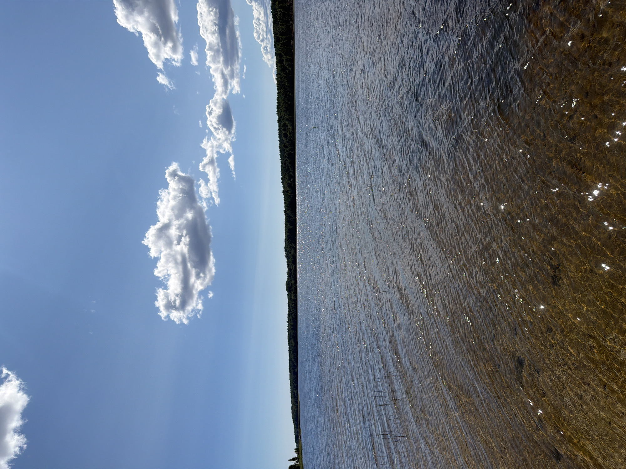 A wide shot captures a calm lake under a bright blue sky filled with scattered white clouds. The foreground shows shallow, clear water with a sandy bottom, revealing submerged rocks and reeds. The middle ground is a vast expanse of the lake, its surface rippled by a gentle breeze, reflecting the sunlight in numerous shimmering sparkles. In the background, a dense, dark green forest lines the distant shore. The scene appears to be a natural landscape, possibly a recreational area within or near Jalguba, Russia. There are no people or identifiable objects in the frame.
