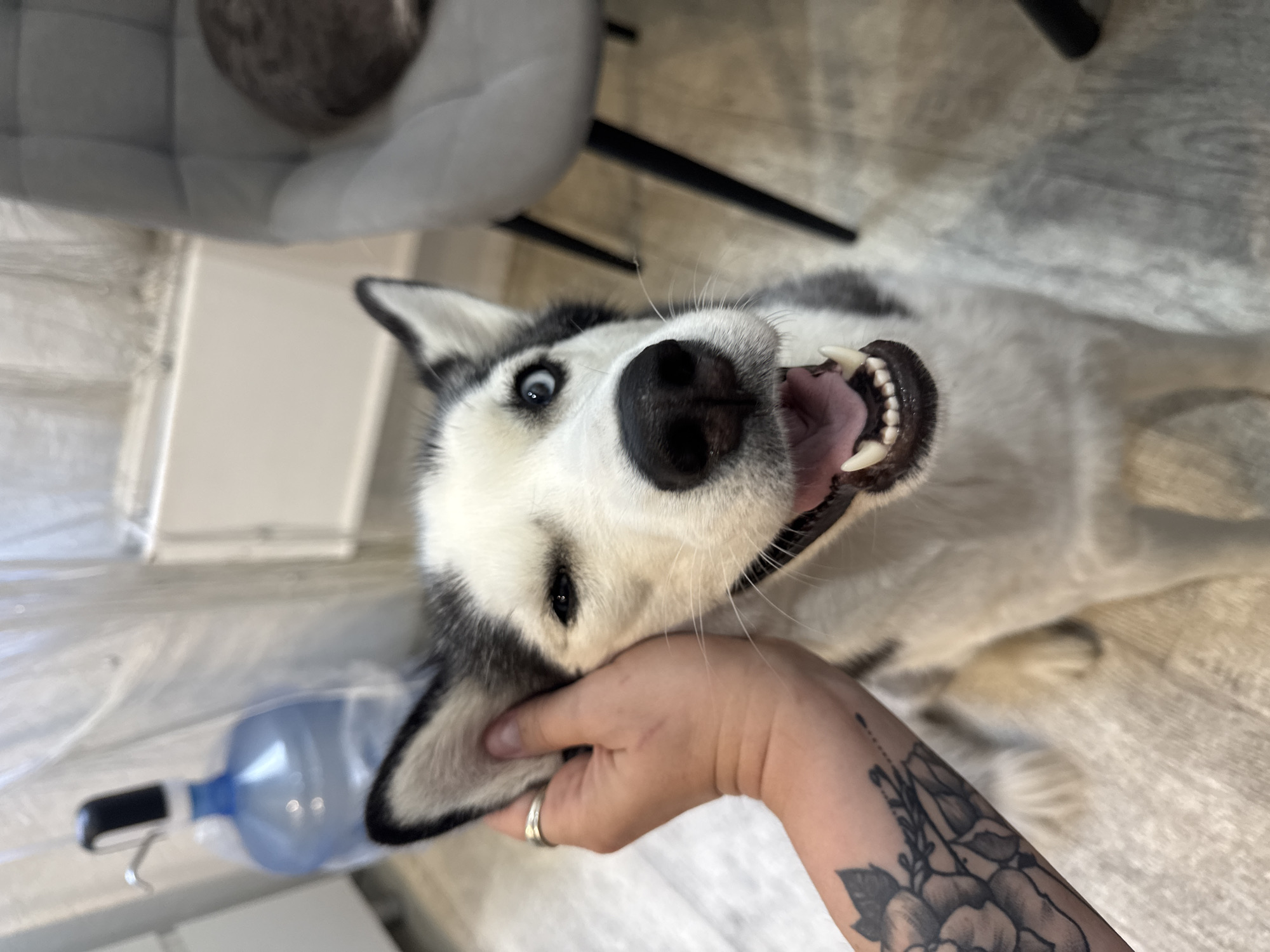 An indoor, close-up shot captures a playful husky dog with its head rotated. The dog's striking blue eye is wide open, and its mouth is agape, revealing its tongue and white teeth, suggesting excitement or a happy expression. Its black and white fur is visible, with a prominent black nose. A person's hand is gently cupping the dog's head or ear. This hand wears a silver-colored ring on one finger. Further up the person's arm, a detailed tattoo featuring floral designs is visible. In the background, elements of an indoor setting are present, including a light-colored floor, possibly wood or laminate, and a blurred white or grey chair with dark legs. A clear plastic water bottle with a blue cap and a hook attachment is also partially visible on the left side of the frame, near the dog's body. The overall scene conveys an affectionate interaction between the pet and its owner.