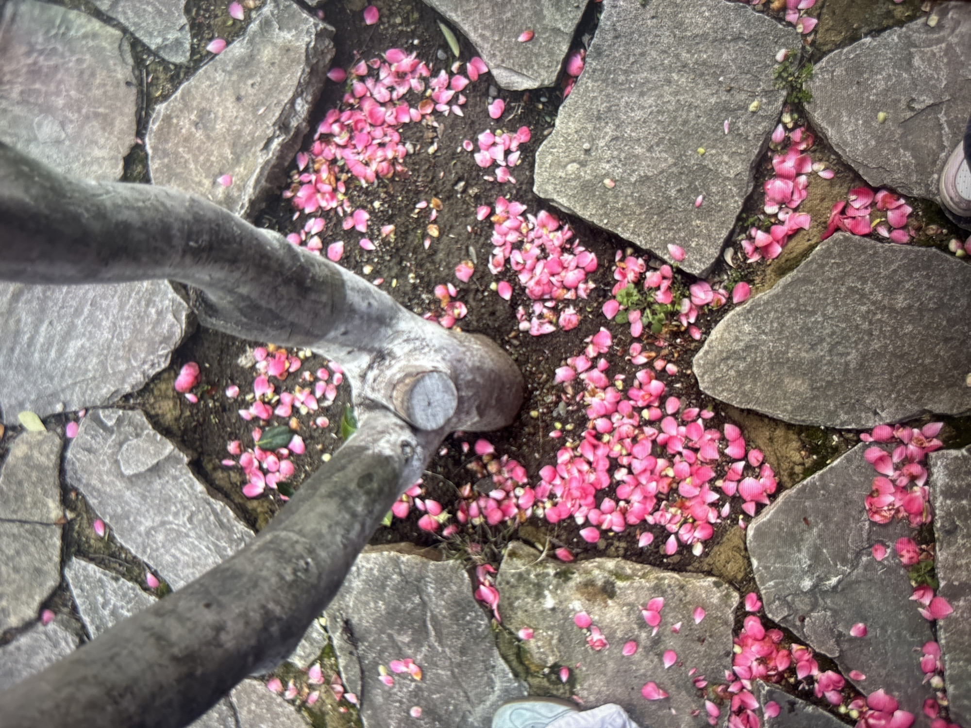 A high-angle shot shows a tree trunk at the edge of stone paving. The trunk splits near the base, with the lower branch partially obscuring the stone surface. The paving stones are various sizes and shapes, and scattered amongst them are numerous pink flower petals. Soil is visible in the spaces between the stones, also covered in fallen petals. A shoe is visible on one side of the image.