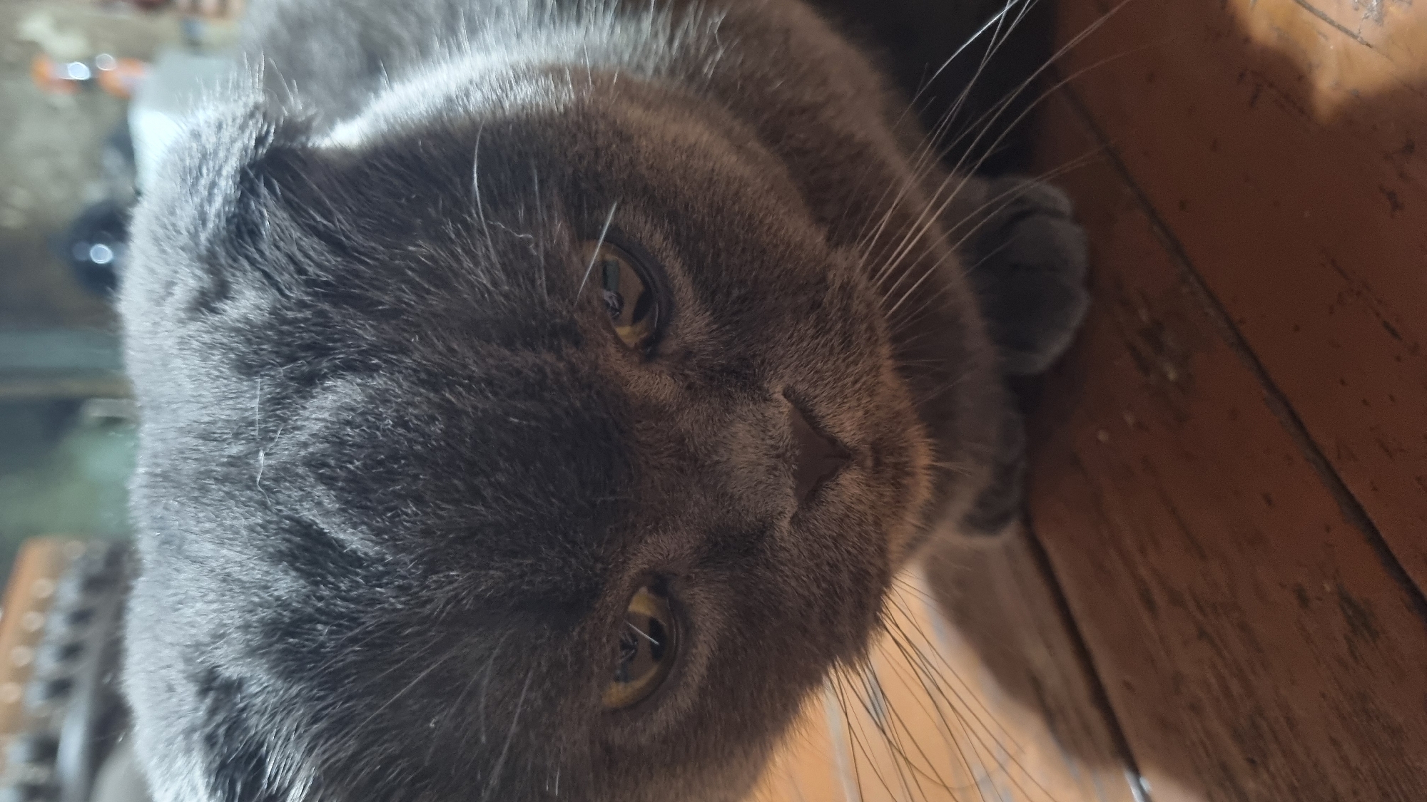 A close-up, eye-level shot features a British Shorthair cat with gray fur resting on a wooden surface. The cat's ears are folded, and its gaze is directed downwards, creating a somber expression. The background is blurred, hinting at an indoor setting. The wooden surface appears to be a floor or table, showing visible grain and texture. No people or other animals are present. This image was taken in Vysokoe, Russia.