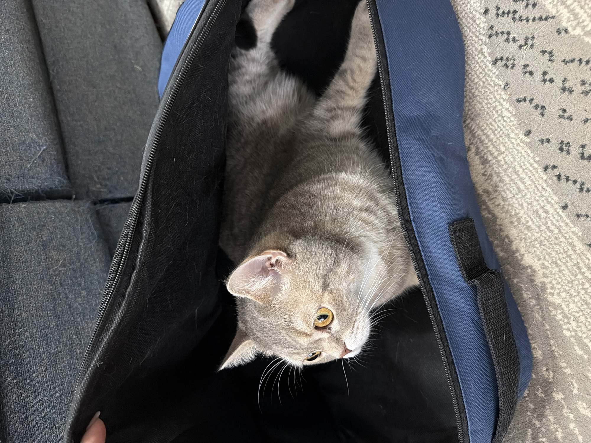 A grey tabby cat with striking yellow eyes lies inside a blue zippered bag. The cat is positioned on its side, with its head turned to the left, observing something outside the frame. Its body is mostly contained within the bag, with its tail extending further into the darkness of the bag's interior. The bag itself is open, with the zipper partially undone, revealing the black interior lining. The exterior of the bag is a vibrant blue fabric, with a black handle visible on the left side. The bag rests on a carpet with a light-colored pattern of small grey and black shapes. In the background, the edge of a dark blue sofa is visible. The scene is lit from above, casting shadows within the bag and highlighting the cat's fur and facial features. There is no discernible location in the city of Chaikovsky, Russia, indicated in the image.