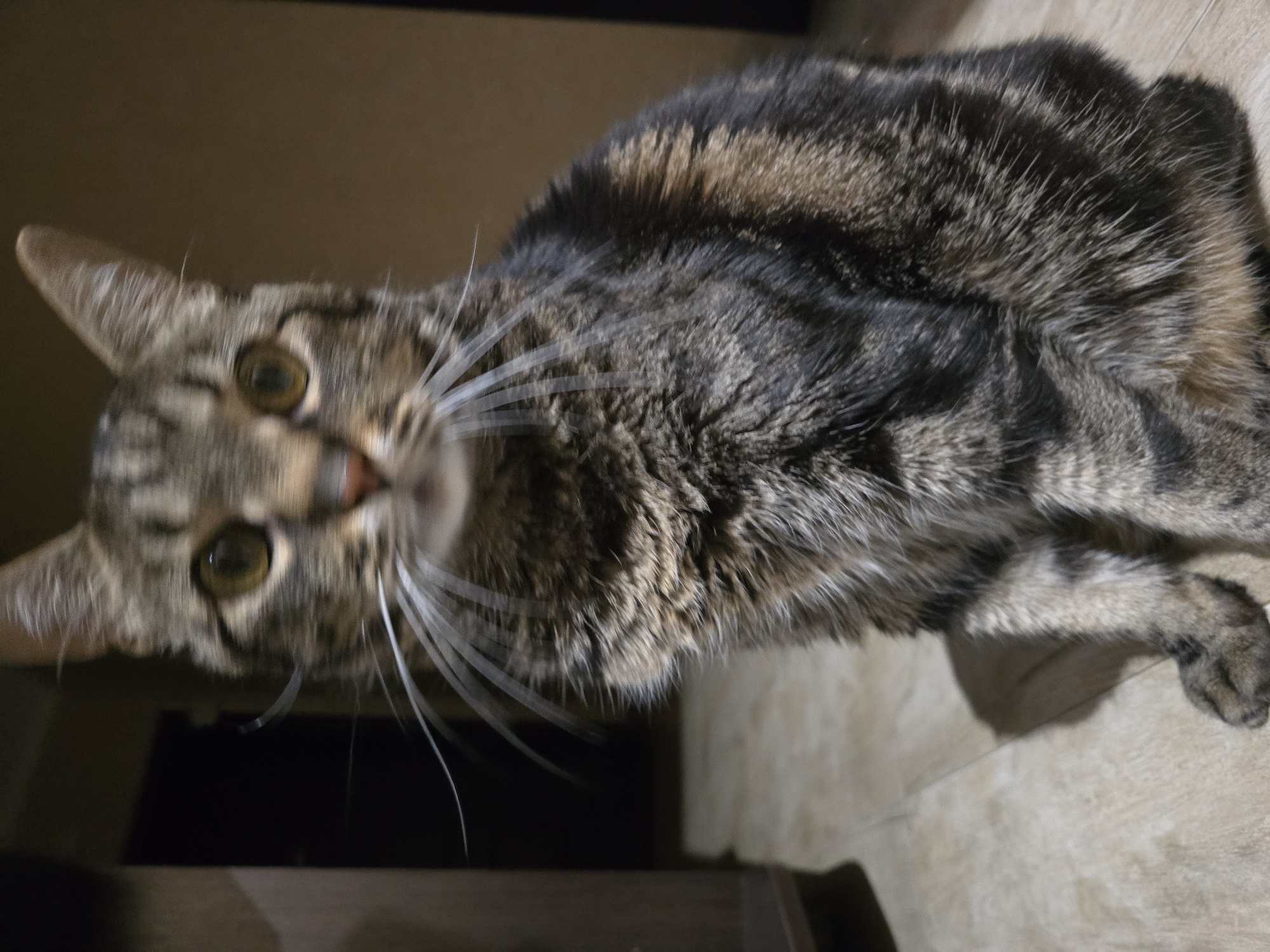 A tabby cat is sitting on a floor that appears to be tiled or made of wood planks. The cat is facing the camera, with its body angled slightly to the right. Its fur is a mix of brown, black, and lighter tabby stripes. The cat has distinct markings around its eyes and on its face. Its eyes are open and appear to be a golden or greenish-yellow color. Long white whiskers are prominent. The background is out of focus, showing a dark area on the left and a brown wall or surface on the right. There is also a shadow cast on the floor from the cat. The image appears to be taken indoors. The location is not identifiable as being in Sofiivska Borshchahivka, Ukraine, based on visual information.