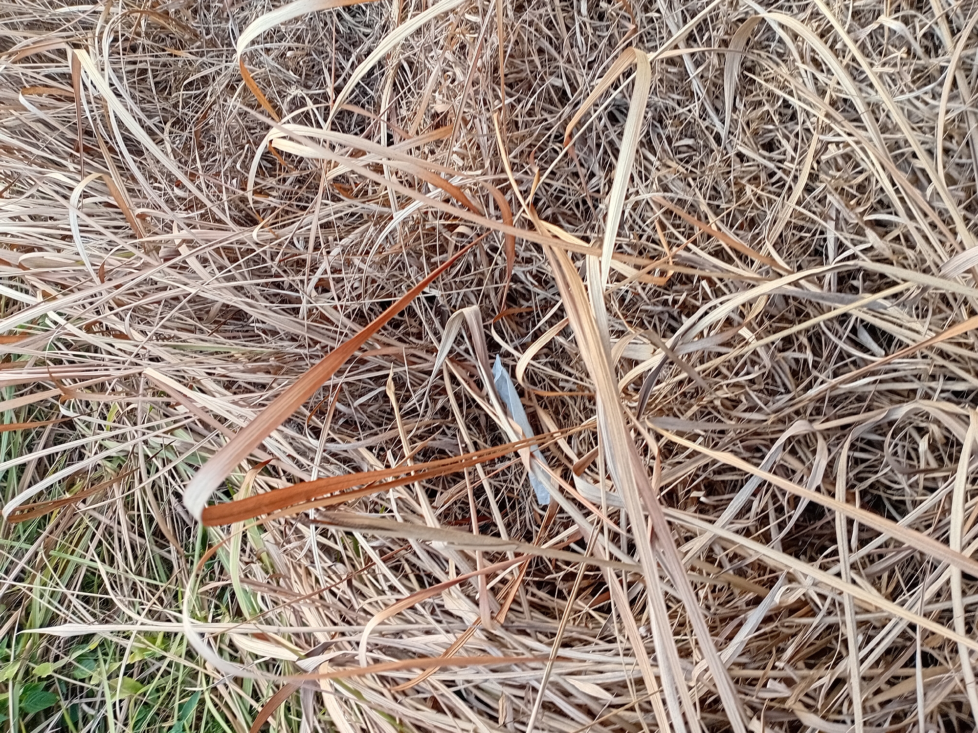 The image shows a close-up, overhead view of dry, brown grass. Among the grass blades, a single, light blue, plastic object, possibly a pen or a straw, is visible. The background consists of more dry grass and some green foliage in the upper left corner. The scene appears to be an outdoor, natural environment, likely a field or roadside, in Kasang Pudak, Indonesia.