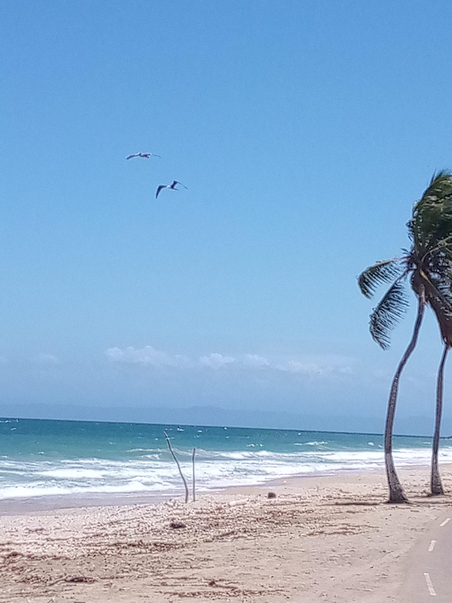 The image displays a bright, clear coastal scene in Porlamar, Venezuela. The upper two-thirds of the frame are occupied by a light blue sky, containing two light-colored birds in flight in the upper left quadrant. A faint landmass is visible on the distant horizon, beneath a thin band of white clouds. The middle ground features a turquoise ocean with white breaking waves rolling onto a light-colored sandy beach. The sand in the foreground is textured with numerous small, white, shell-like fragments. Two slender, light-colored, natural stakes are vertically embedded in the sand near the waterline in the mid-left. On the right side of the image, two palm trees with curved trunks lean leftward, their green fronds partially visible at the top right. A paved surface, consistent with a road, exhibiting a partial white dashed line marking, is present at the bottom right, adjacent to the sand.