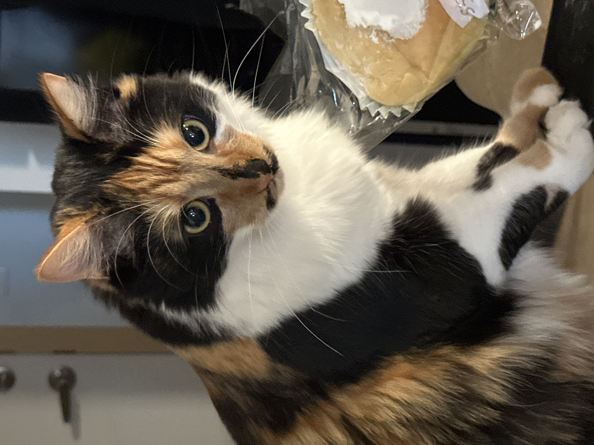 A calico cat with green eyes and white, black, and orange fur is looking to its right, with its body angled slightly away from the viewer. The cat is in a domestic environment, likely a home. In the foreground, to the right of the cat, is a baked good, possibly a pastry or bun, wrapped in clear plastic. The background is blurred and appears to be an indoor setting with a door or cabinet visible on the left. The image quality is moderate, with some graininess. The specific location in Lynnwood, United States cannot be determined from the image alone.