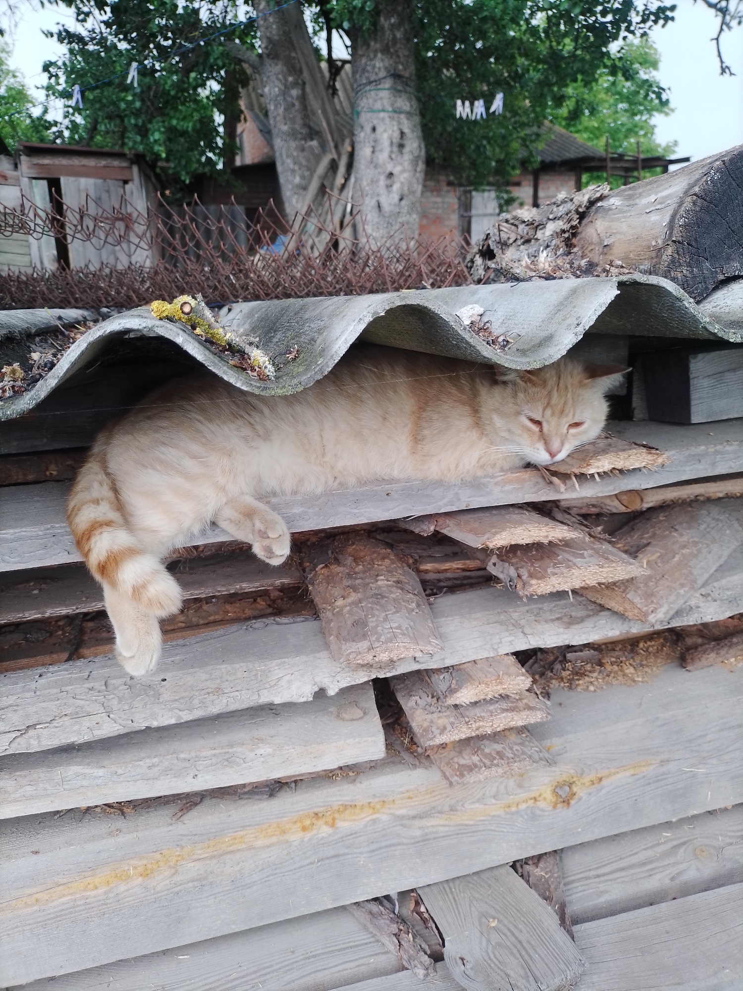 An orange tabby cat is observed resting on a stack of weathered wooden planks, positioned beneath a corrugated gray roof sheet. The cat's eyes are closed, suggesting sleep or deep relaxation. Its body is mostly concealed by the roof sheet, with a striped tail and one front paw visible, extending off the edge of the planks. The supporting structure consists of numerous wooden planks of varying dimensions and states of decay, some retaining sections of bark. The corrugated sheet above shows evidence of moss growth and organic debris. In the blurred background, lush green trees are prominent. A rusted wire fence runs horizontally through the middle ground, behind which several rudimentary wooden and brick structures, including a shed, are discernible. A clothesline strung between trees in the upper left features several white clothespins. The environment is illuminated by diffuse natural light. The setting is identified as Ustyvytsia, Ukraine.