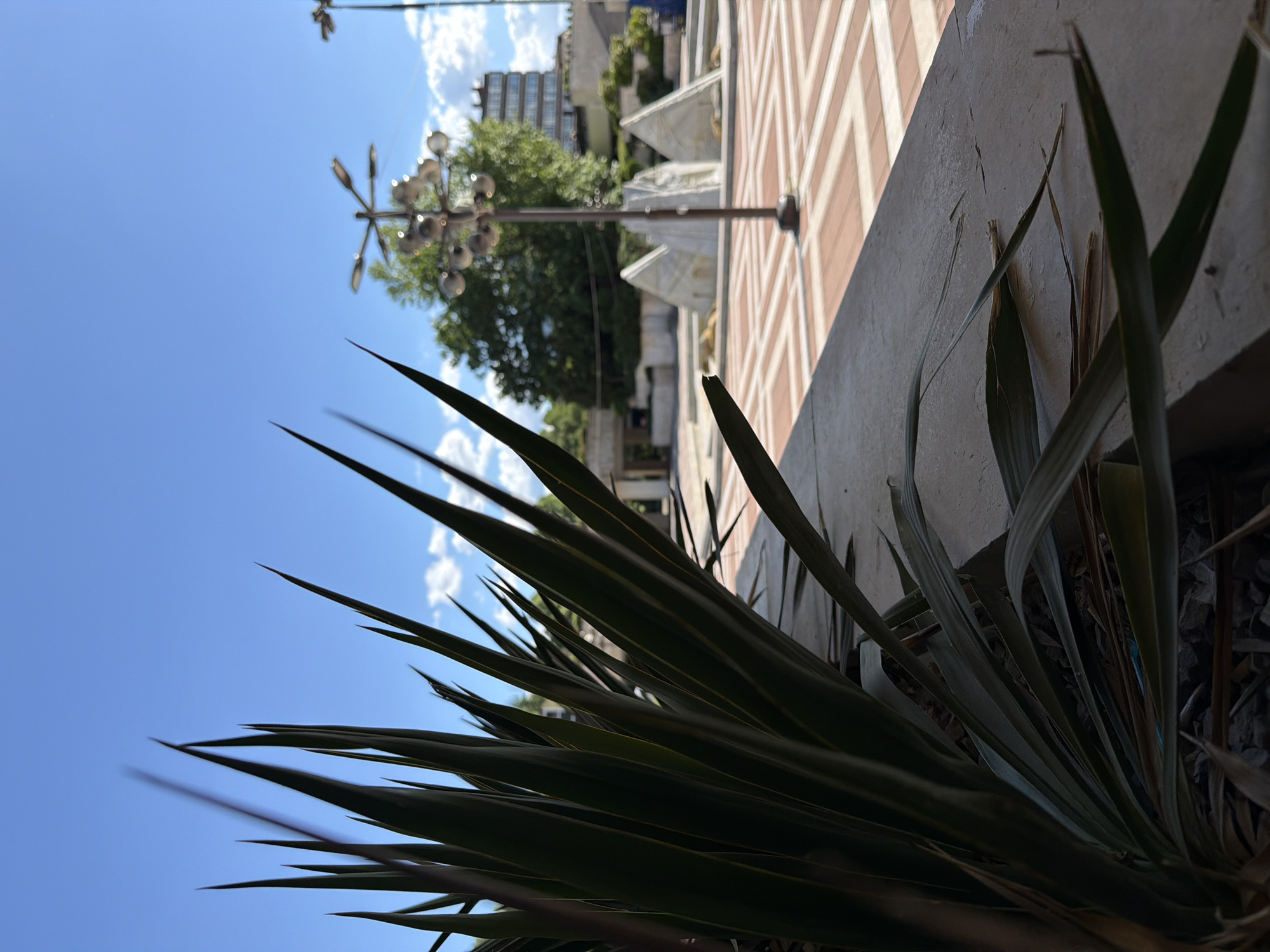 The image is a low-angle shot taken outdoors on a sunny day. In the foreground, there is a cluster of spiky green plants. Behind the plants, a concrete wall or ledge is visible with a light-colored surface. A decorative geometric pattern can be seen on a surface behind the wall. Beyond the wall, there is a lamppost with multiple spherical lights. Trees and a building are further in the background, against a bright blue sky with some clouds.
The location is Blagoevgrad, Bulgaria.