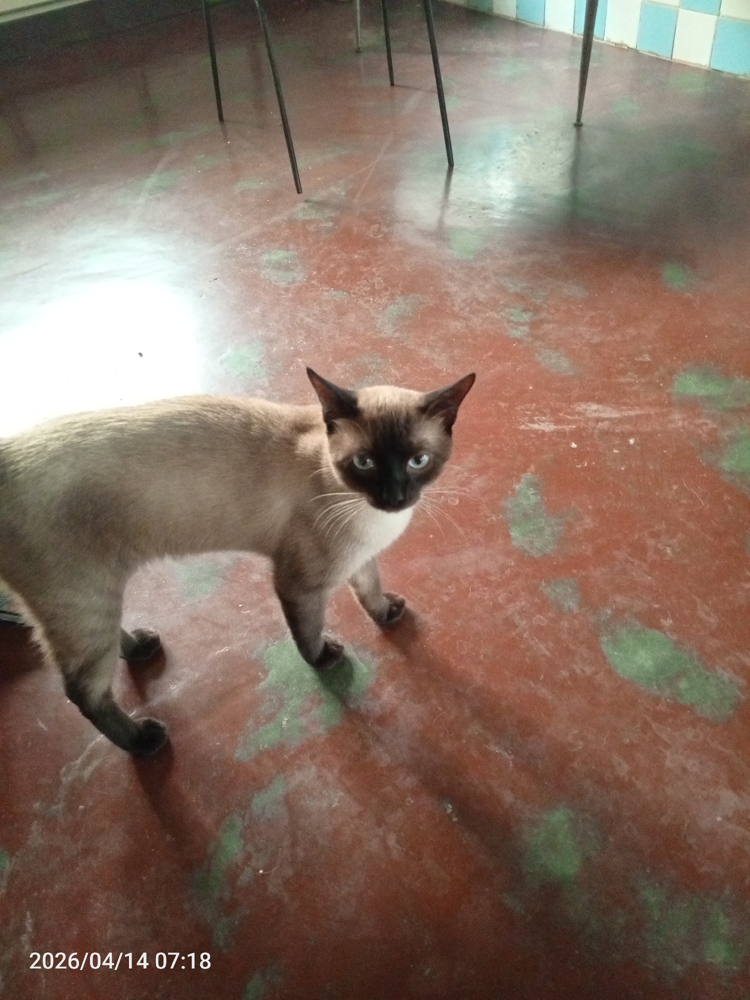 A Siamese cat stands on a red-brown floor with mottled green patches. The floor appears to be a painted concrete surface. Three chair legs are visible in the background. The background also shows a white and blue tiled wall. The cat is facing the camera. The time stamp "2026/04/14 07:18" is in the bottom left corner of the image. The location is Tinaquillo, Venezuela.