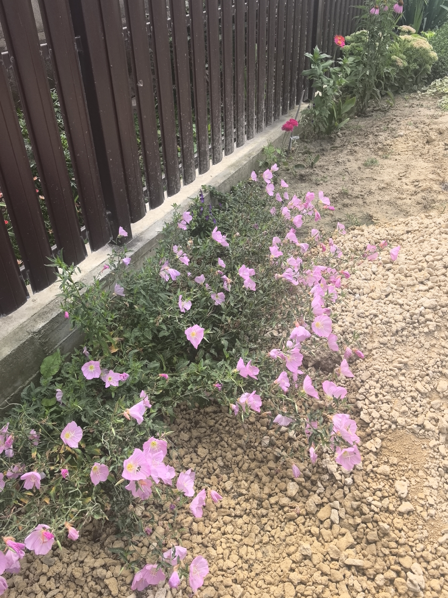 In Bolshoy Raznokol, Russia, a cluster of delicate pink evening primrose flowers blooms along a low concrete border. The flowers, with their characteristic four petals and yellow centers, spill over onto a path of light brown gravel and dirt. Behind the flowers, a dark brown wooden fence runs horizontally across the frame, its vertical planks creating a textured backdrop. The environment appears to be a garden or the edge of a property, with patches of greenery visible amongst the flowers and behind the fence. The overall scene is one of natural beauty juxtaposed with man-made structures.