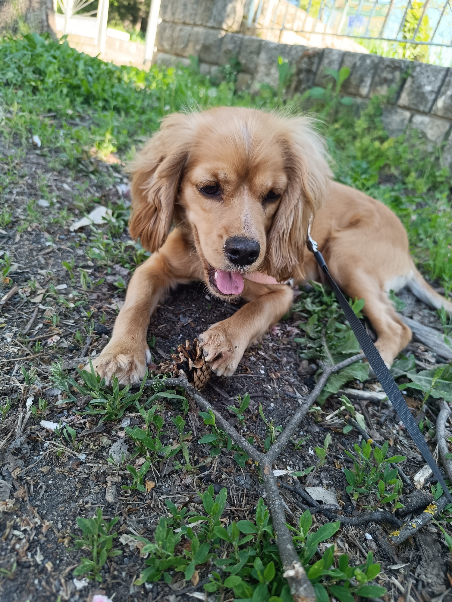 A golden Cocker Spaniel lies on dirt and grass near a stone wall and trees, likely in a park in Pleven, Bulgaria. The dog, attached to a black leash, is chewing on a pine cone. Small twigs and leaves are scattered around the dog.