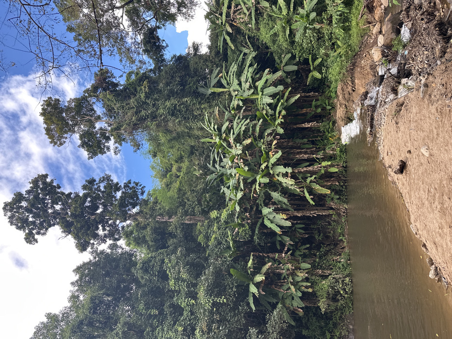 A landscape with a river flowing through a lush green environment. Towering trees with a mix of broad leaves and some bare branches reach towards a blue sky with scattered clouds. The riverbank is lined with dense vegetation, including banana trees. One side of the river bank is sandy and partially eroded, showing signs of wear. The water itself is murky.