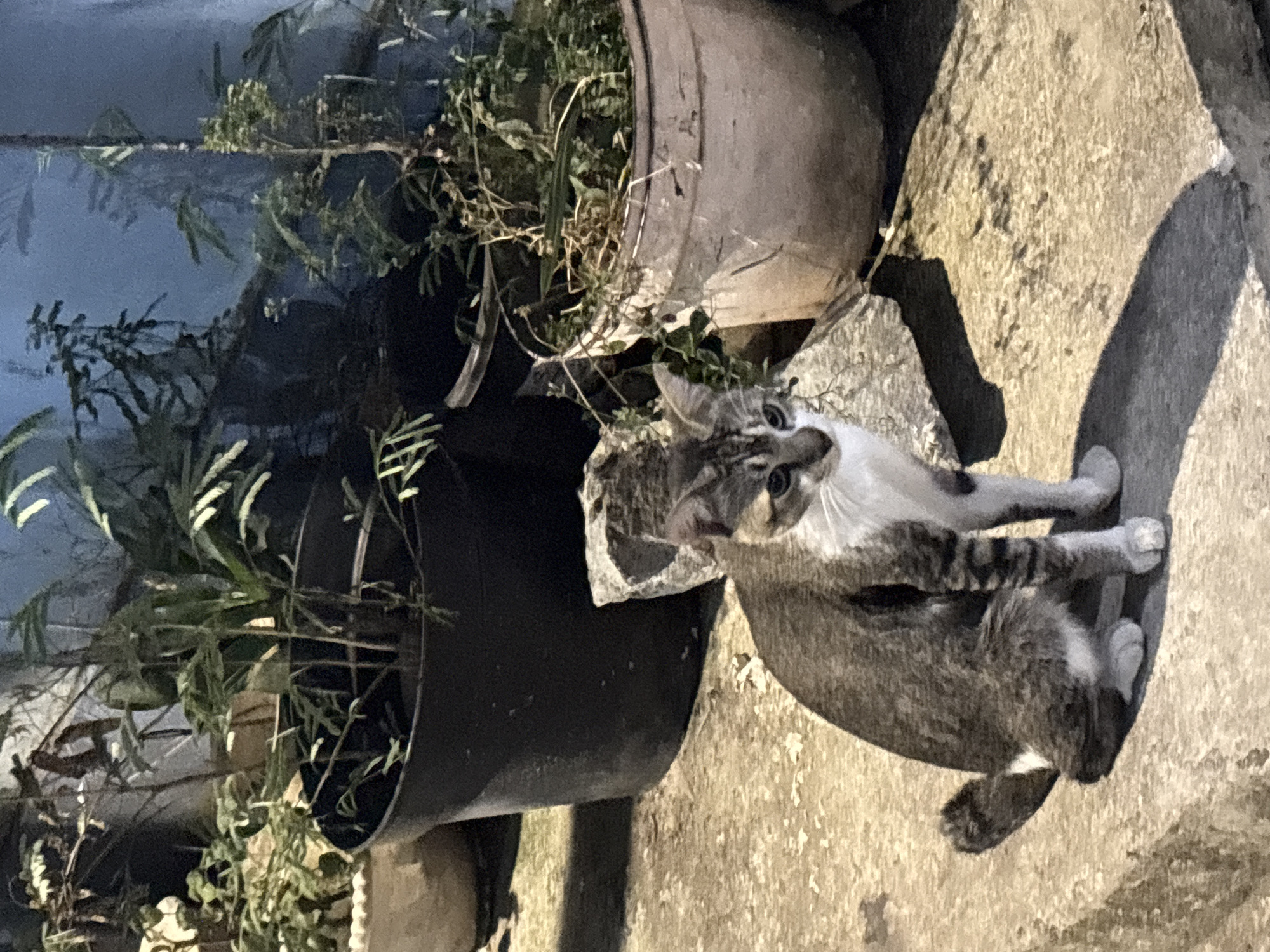 A tabby and white cat is sitting on a concrete ledge in front of several potted plants in an outdoor setting. The cat is facing towards the viewer's left, with its head tilted slightly. The cat has grey and black stripes on its back and tail, and white fur on its chest and paws. Behind the cat, there are three large potted plants. The plant on the left is in a light-colored pot, and the other two are in dark-colored pots. The background appears to be a wall or building. The lighting suggests it is evening or night, with artificial light illuminating the scene. This setting is consistent with a residential area or a public space in North Jakarta, Indonesia.