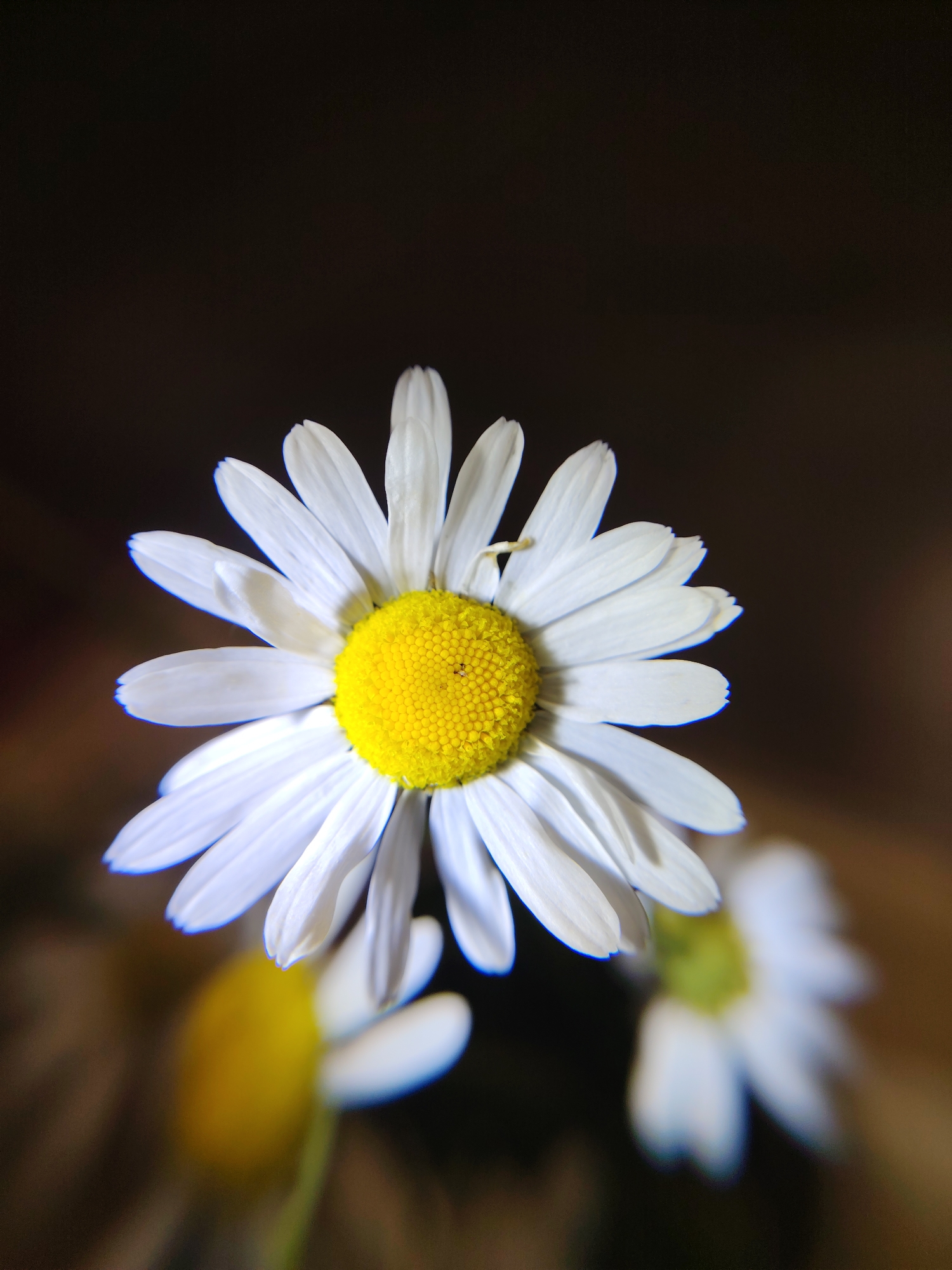 The image is a close-up, shallow depth-of-field photograph of a white daisy with a bright yellow center. The daisy is positioned in the foreground, with its white petals fanning out and its yellow pistils clearly visible. In the background, slightly out of focus, are other white daisies and a dark, blurred background. The lighting appears to be soft, highlighting the delicate texture of the petals and the intricate details of the flower's center. The location in Chaikovsky, Russia is not determinable from the image itself.