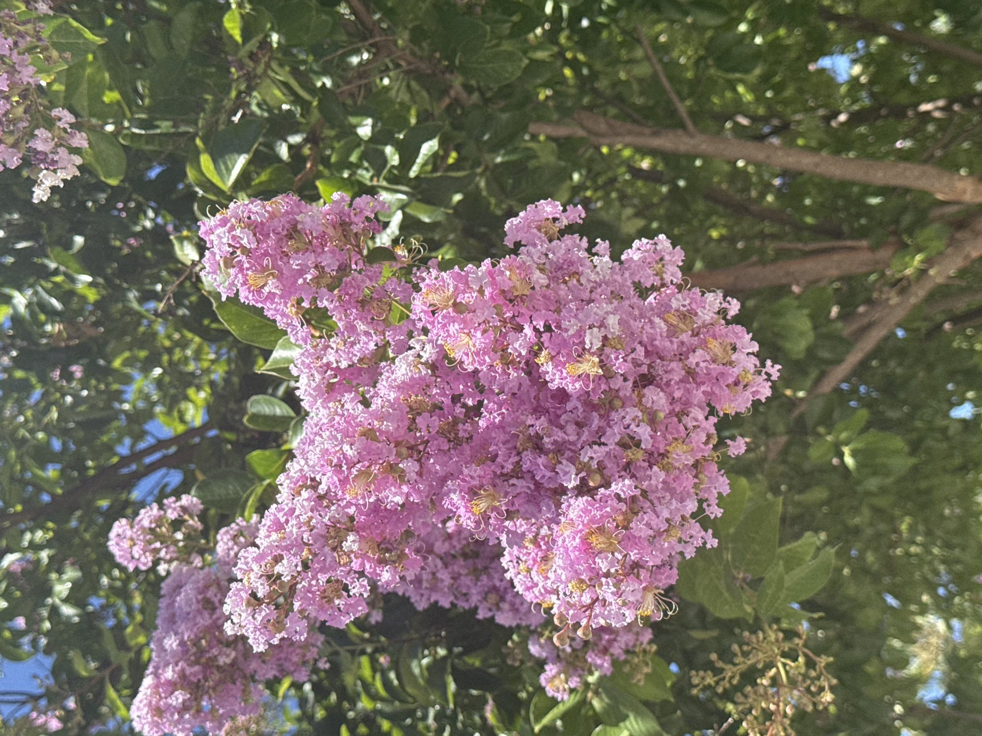 The image shows a close-up of a cluster of pink crepe myrtle flowers against a background of green leaves and tree branches, with a glimpse of blue sky. The flowers are delicate and ruffled, with small yellow centers. The branches are brown and textured, and the leaves are a deep green. The overall impression is one of natural beauty and vibrant color. The image is set in Citrus Heights, California, United States of America, and captures the essence of a sunny day in a garden. There are no people or animals visible in the image, and no discernable actions or interactions are taking place. The environment is lush and verdant, suggesting a well-maintained outdoor space.