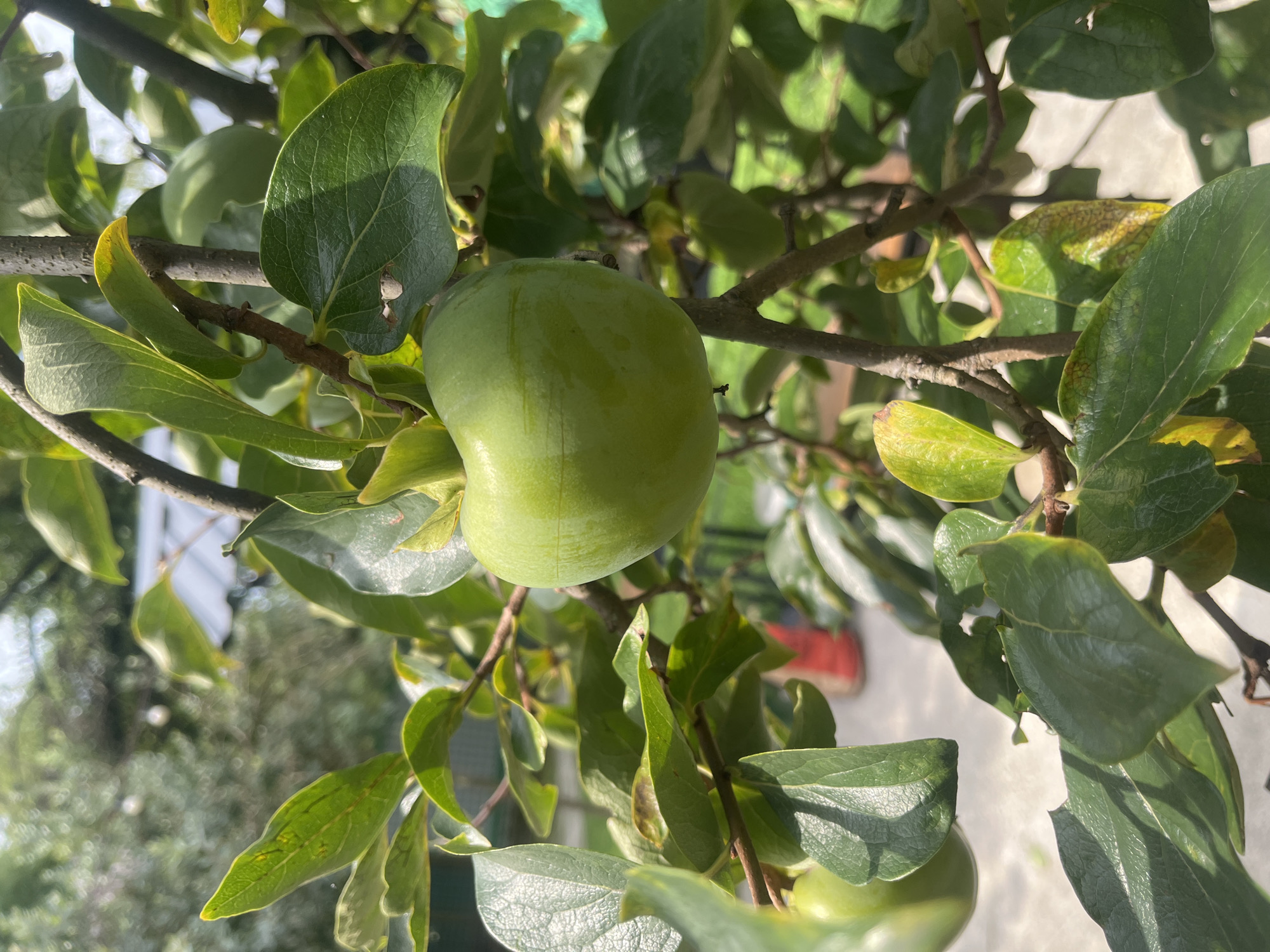 A close-up, vertical shot captures a single, unripe green persimmon hanging from a branch of a tree. The persimmon is centrally located in the frame, with its smooth, round surface reflecting the sunlight. It is surrounded by a cluster of lush green leaves, some of which show signs of yellowing and browning, suggesting the changing of seasons or a natural drying process. The branches are woody and dark, supporting the foliage and fruit. In the background, out of focus, are hints of an outdoor environment, possibly a garden or yard. A light-colored, textured surface, possibly a patio or walkway, is visible at the bottom of the frame, and beyond that, a hint of a red object and more blurred greenery. The lighting suggests it is daytime, with dappled sunlight creating shadows on the leaves. The scene appears to be outdoors in a natural or cultivated setting, likely a garden or orchard. The image does not contain any people or animals, and no actions or interactions are depicted. The location is given as Sokhumi, Abkhazia.