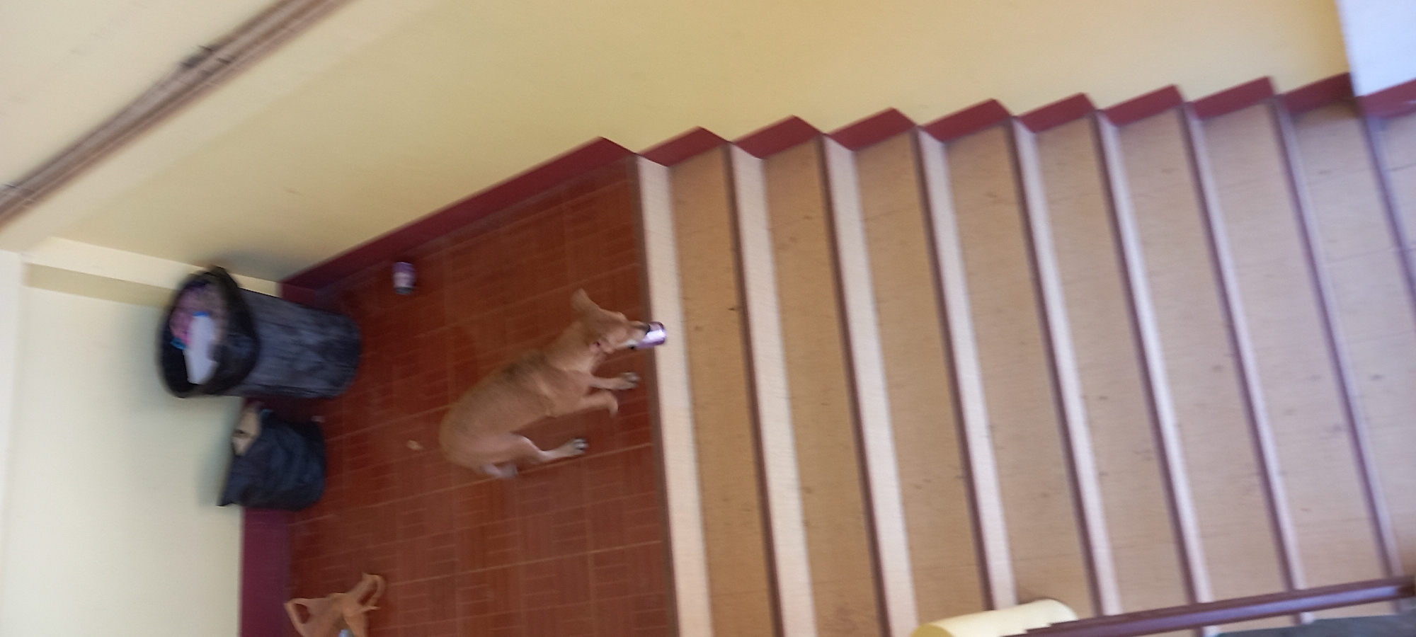 The image presents an overhead view of an indoor landing area and a staircase, likely within a home or guesthouse in Baan Chaloklum, Thailand. The floor is tiled with reddish-brown square tiles, and the walls are painted a light cream or yellow.
A small, light brown dog is lying on its stomach on the tiled floor near the base of the stairs. The dog appears to be holding a small, cylindrical object, possibly a can or bottle, in its mouth, suggesting play or curiosity. Two more similar purple and white cylindrical objects are visible on the floor near the dog.
To the left, against the cream wall, stands a black, cylindrical laundry hamper or bin, partially filled with what appears to be clothes or fabric. Below this, a smaller black bag or object rests on the floor. A blurry, light brown item is partially visible in the lower-left corner.
The staircase, composed of light-colored treads and dark red risers or edges, ascends from the right side of the frame. The overall lighting suggests it is daytime. The image exhibits some blur, particularly in the background and along the stairs, possibly due to camera movement. No people or visible text are present in the scene.