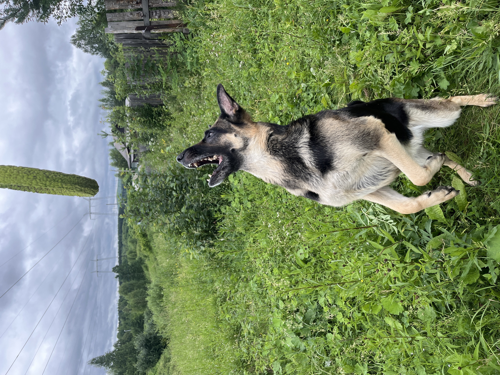 A German Shepherd dog is jumping to catch a green, textured object, possibly a toy, which is suspended in the air. The dog is in mid-air with its mouth open, its front paws extended upwards. It is situated in a grassy outdoor area with a background of trees, a wooden fence, and some houses. In the distance, power lines and transmission towers are visible against a cloudy sky. The scene appears to be in a rural or semi-rural setting, likely in the city of Nizhny Tagil, Russia, given the context.