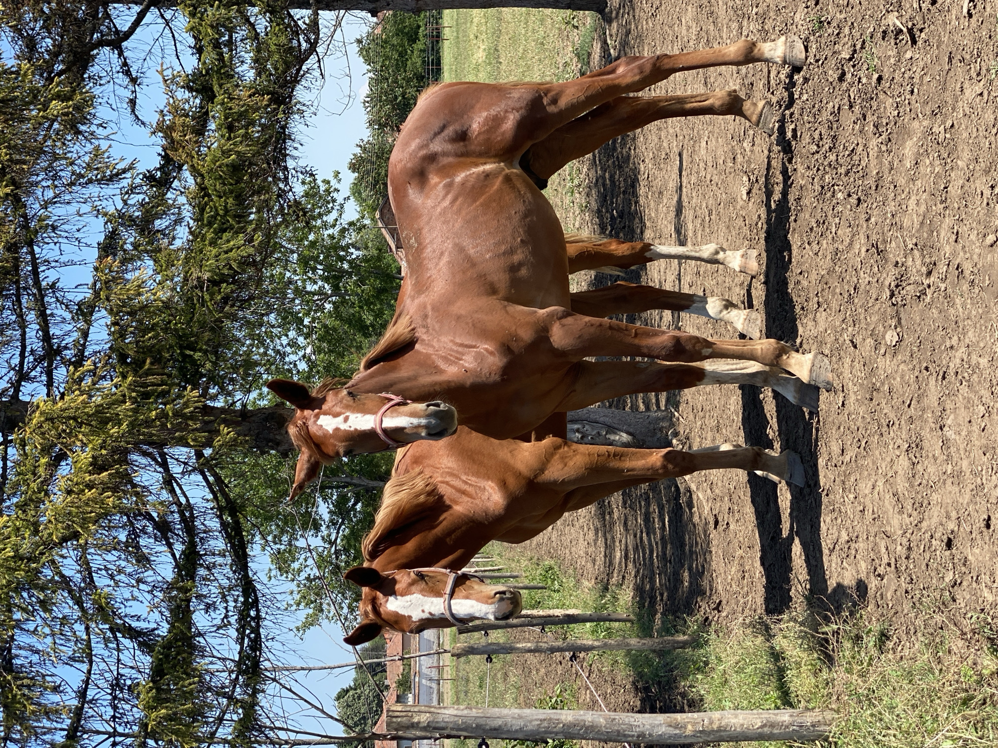 The image displays two chestnut-colored horses standing on dry, reddish-brown earth under a clear blue sky in Slavovitsa, Bulgaria. The scene is illuminated by bright sunlight, casting distinct shadows.
Two horses are positioned in the mid-ground, slightly to the right of the frame's center. Both animals possess a uniform chestnut coat and a prominent white blaze extending down their faces. Each horse wears a pink halter. The horse on the left is slightly ahead of the horse on the right, with white markings visible on its lower legs. The horse on the right is fully visible, also exhibiting white markings on its lower legs. Both horses are standing still, facing generally towards the viewer.
The foreground consists of dry, uneven dirt, with patches of green grass bordering a simple fence line on the left. This fence comprises rough wooden posts and two strands of wire or rope secured by black insulators. In the upper portion of the image, large coniferous trees with dense green foliage are prominent, their branches extending across the sky. The tree on the right side of the frame features a thick trunk partially visible behind the right horse.
Beyond the horses and fence, a flat, green field stretches into the background. In the far distance, several buildings with light-colored walls and reddish-brown roofs are discernible, suggesting a rural settlement. Overhead utility lines are also visible against the distant horizon.