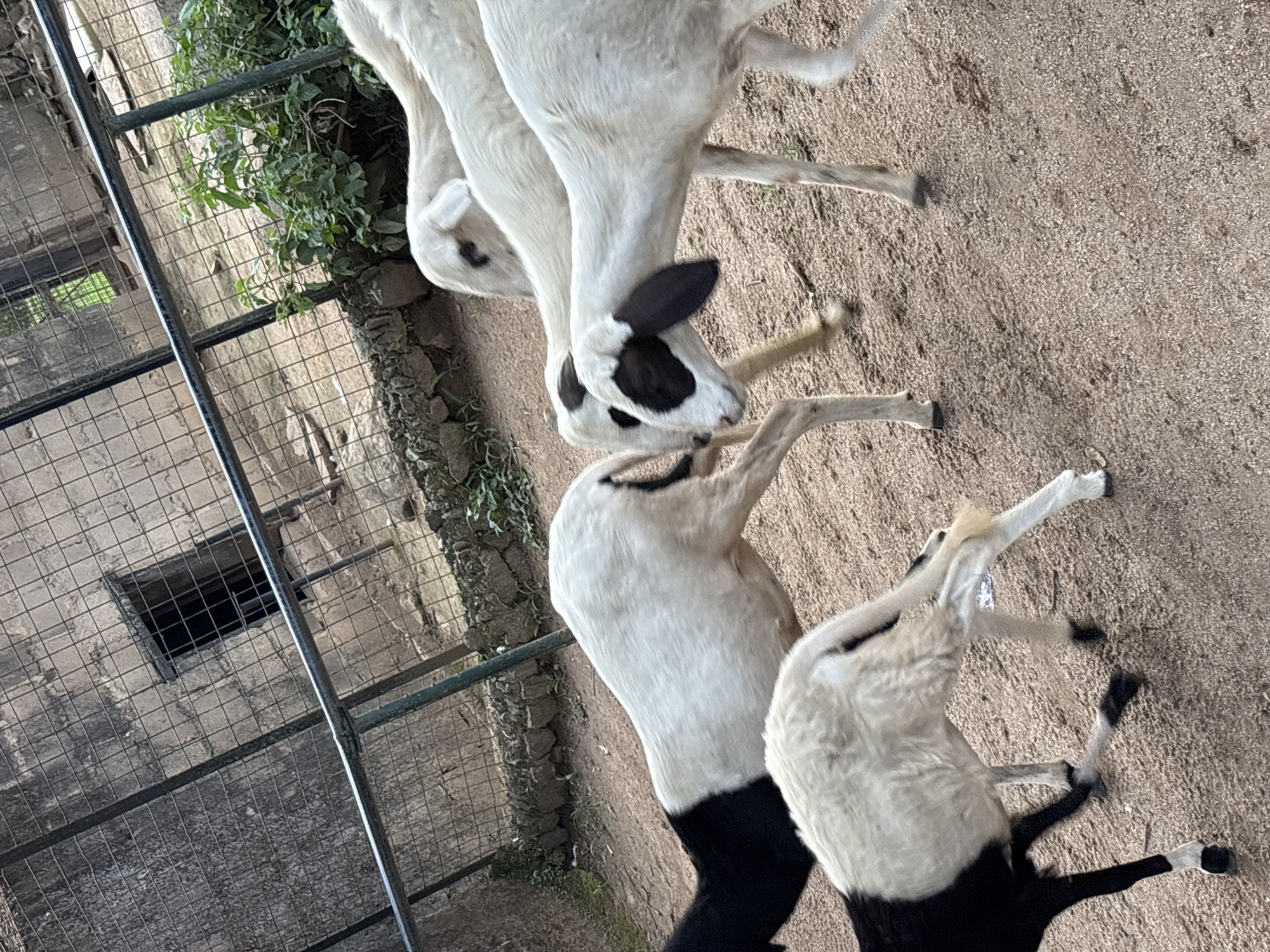 Four sheep are standing in an enclosure. One sheep, predominantly black with a white back, is positioned in the foreground on the left, facing away from the camera. Another sheep, mostly white with black markings around its eyes and ears, is in the center foreground, facing right. Two more white sheep with black eye markings are in the background, one facing left and the other facing right. The enclosure has a rough, sandy floor and is surrounded by a metal fence. Behind the fence, a stone wall with a dark opening is visible, along with some greenery. The scene appears to be an outdoor enclosure, possibly a zoo or farm, within the city of Jos, Nigeria.