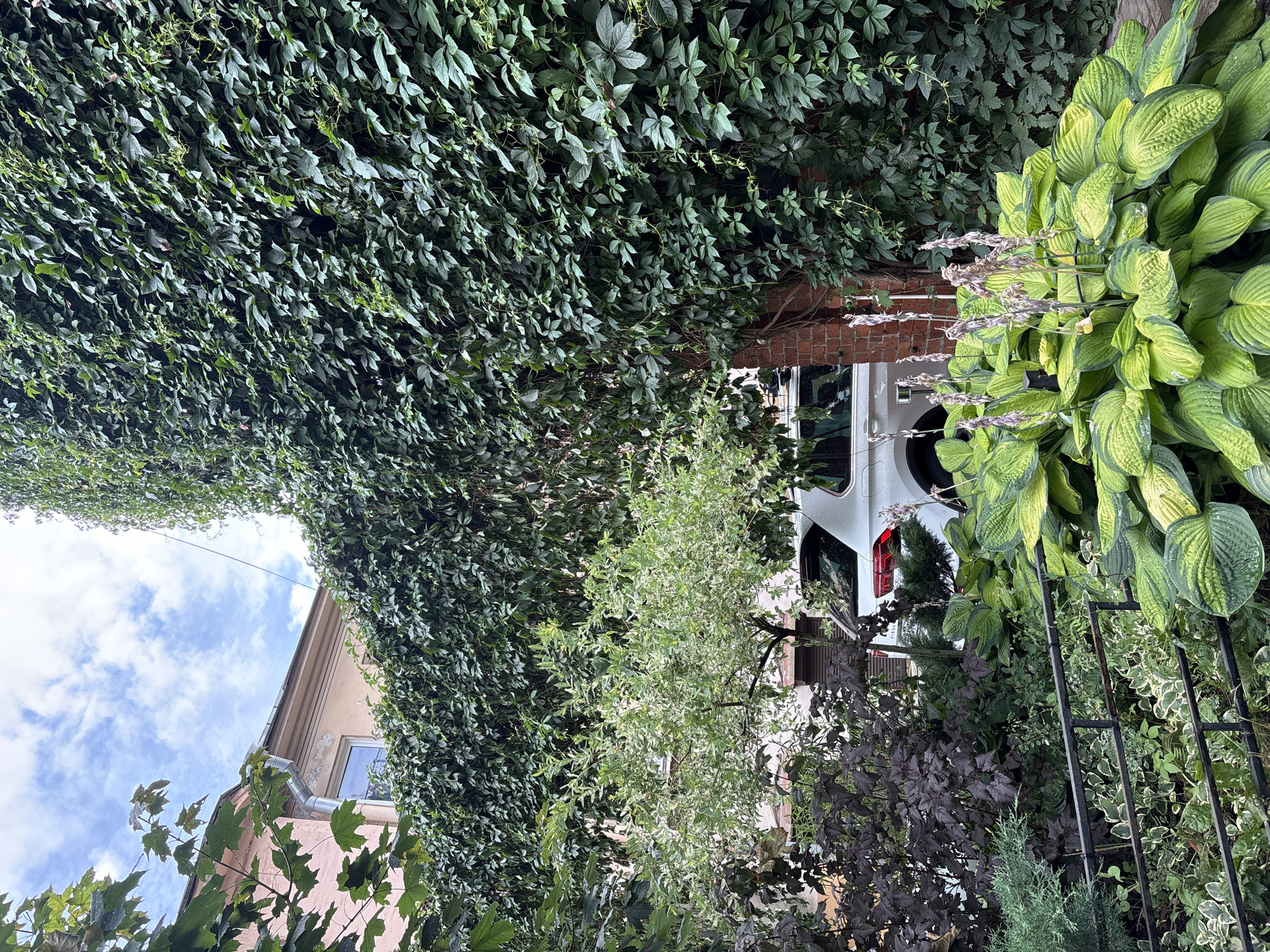 The image depicts an outdoor scene with lush greenery and a building. A wall of dense, dark green ivy covers the right side of the frame, extending across a horizontal trellis above a small tree. The tree has variegated green and white leaves and is situated in front of a building with light pink walls. A white SUV is parked behind the tree, partially visible. In the foreground, a cluster of large, variegated green hosta plants with tall, dried flower stalks is visible, separated by a black metal fence. The sky above is partly cloudy with a mix of blue and white. The setting appears to be a residential courtyard or garden area within a city.