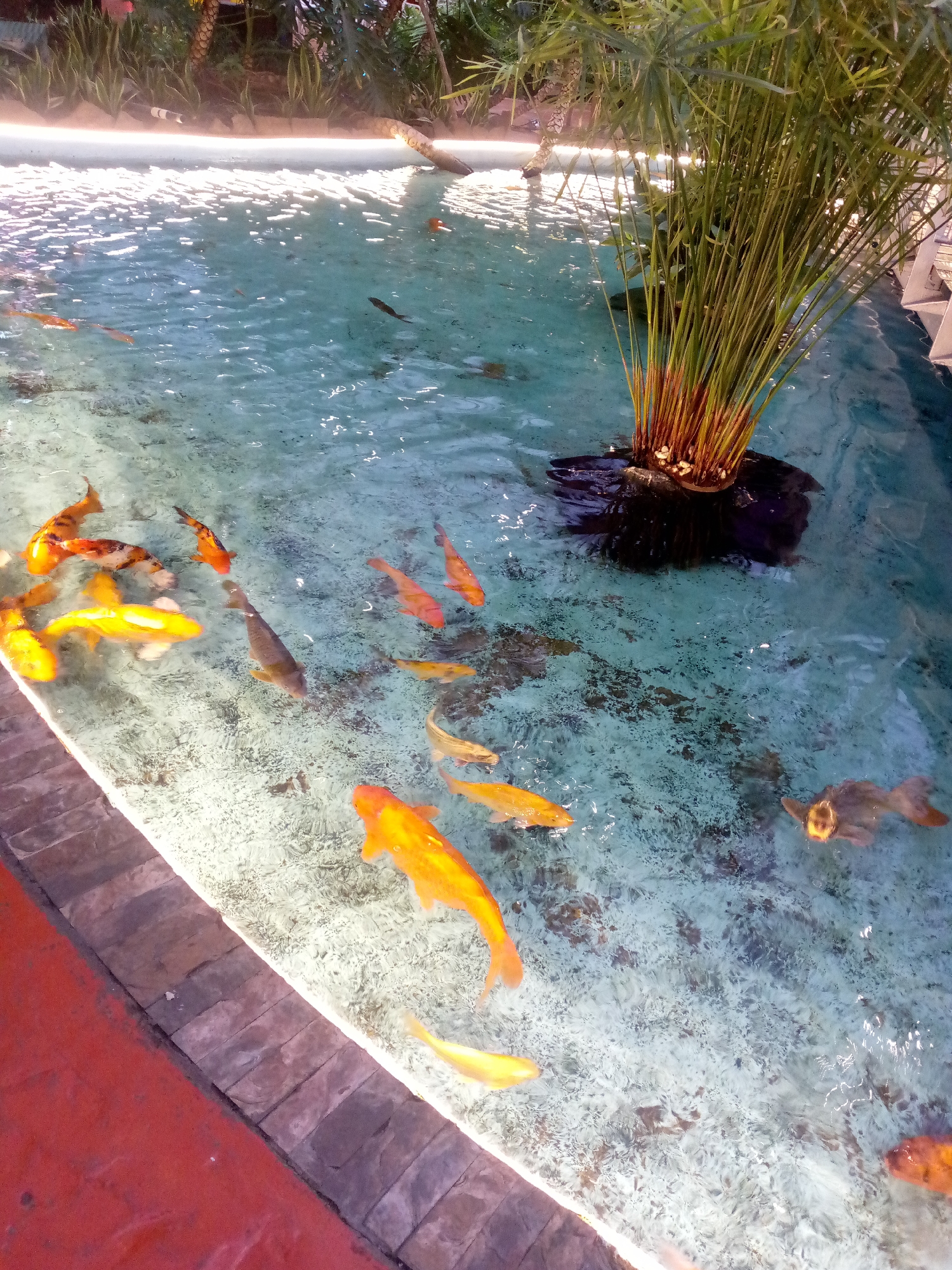 A high-angle shot shows a shallow pond or water feature teeming with numerous koi fish in various shades of orange, yellow, and brown, situated at an unidentified location in an unknown city. The water, with a light blue tint, has a visible pattern of light reflecting off the surface. In the upper right quadrant, a cluster of tall, green plants with thin stalks grows from a dark, rocky formation in the water. The pond's edge is lined with light-colored, rectangular stones, while the lower left corner displays a section of reddish-brown flooring. The background reveals more greenery, suggesting an outdoor or garden setting.