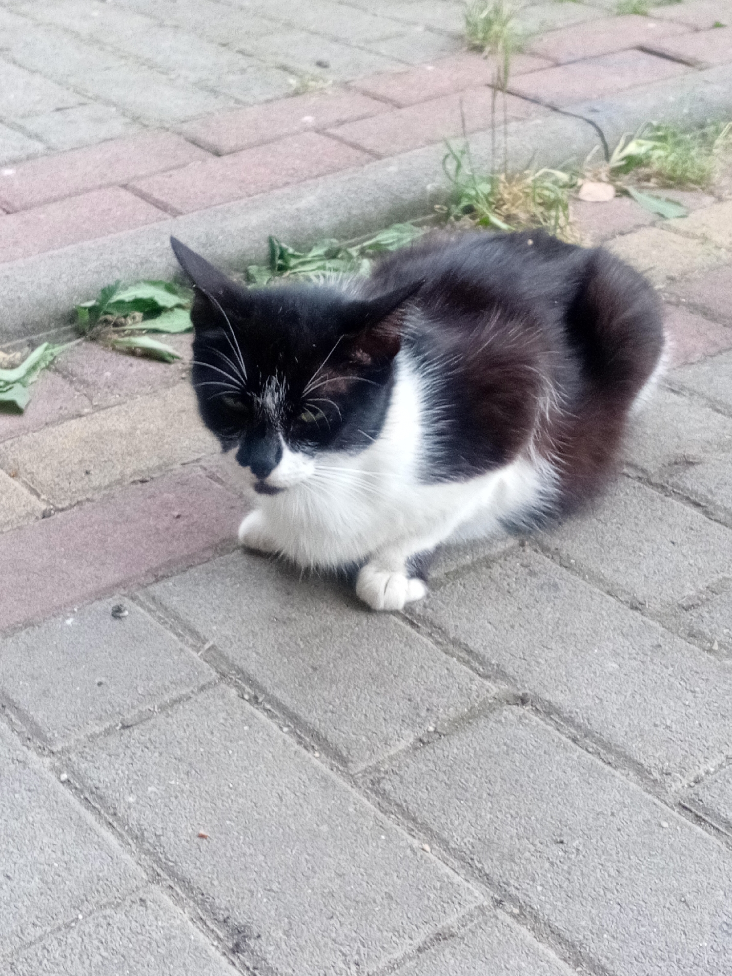 A black and white cat is sitting on a paved area, possibly a sidewalk or courtyard, in Tiachiv, Ukraine. The cat is facing the camera, with its head tilted slightly. Its fur is predominantly black with white markings on its chest, face, and paws. The paved surface consists of rectangular grey and pinkish-grey stones. Some sparse green vegetation and dry leaves are visible around the edges of the paved area, suggesting an outdoor urban environment. The lighting indicates it is daytime.