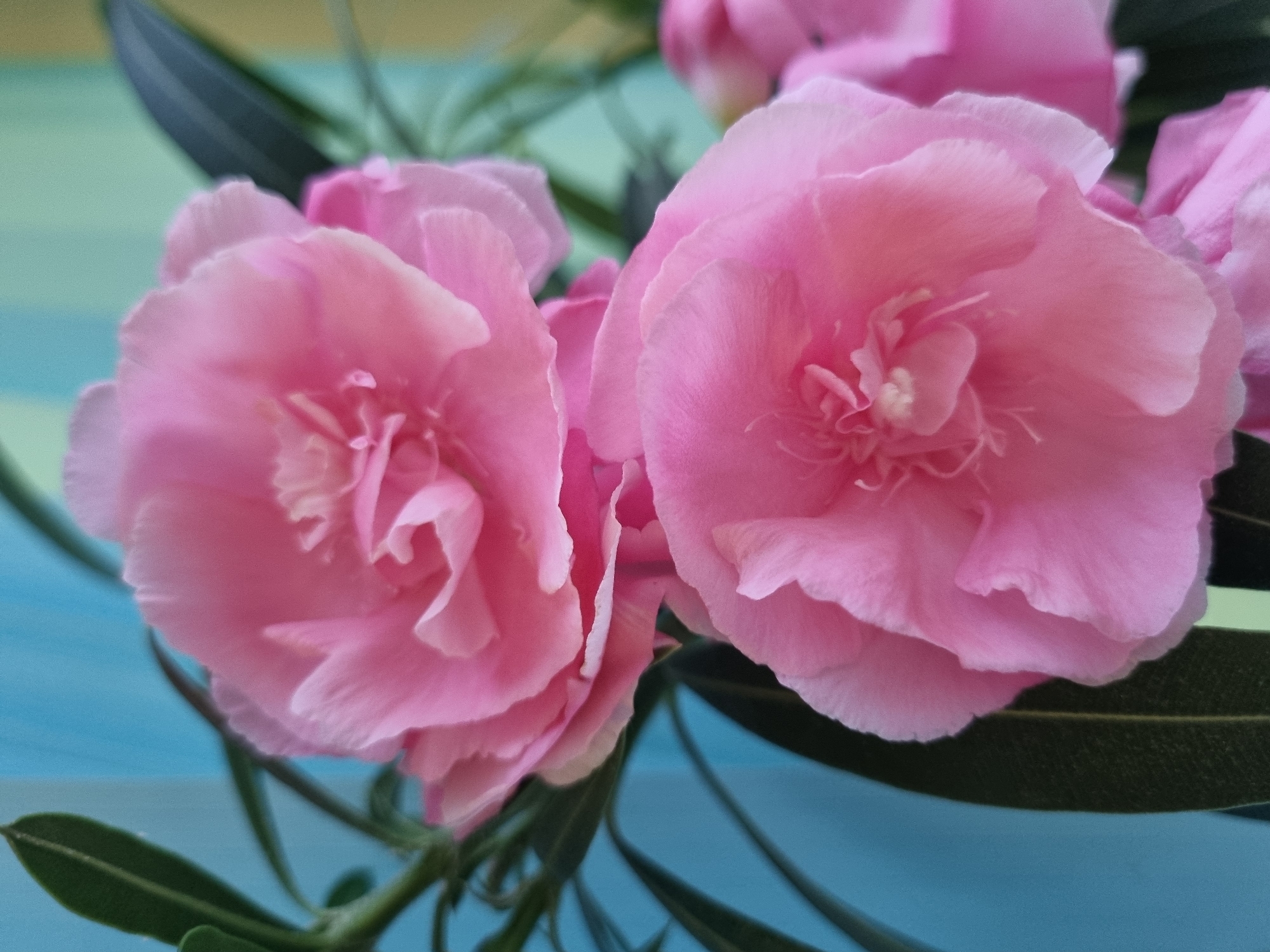 The image features a close-up of several pink flowers, likely Oleander blooms, with dark green leaves interspersed. The background shows horizontal bands of blue and yellowish-green, suggesting a painted surface or wall. The flowers are in focus, displaying layered petals and intricate centers. There are no visible people, actions, or interactions. The environment appears to be a studio setting or controlled indoor space. The location in Kemul, Russia is not discernible from the image alone, as there are no distinguishing landmarks or regional characteristics present.