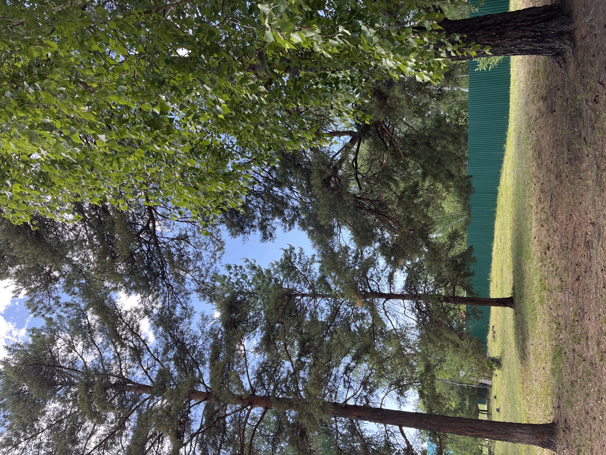 The image depicts a clearing with several large pine trees and one deciduous tree in the foreground, all casting shadows on the dry, pine-needle-covered ground. A green corrugated metal fence runs horizontally across the background, separating the clearing from a wooded area beyond. The sky is visible through the branches of the trees, with scattered white clouds against a blue background. No people or animals are present in the scene. The overall impression is of a natural, outdoor setting, possibly on the outskirts of a settlement.
