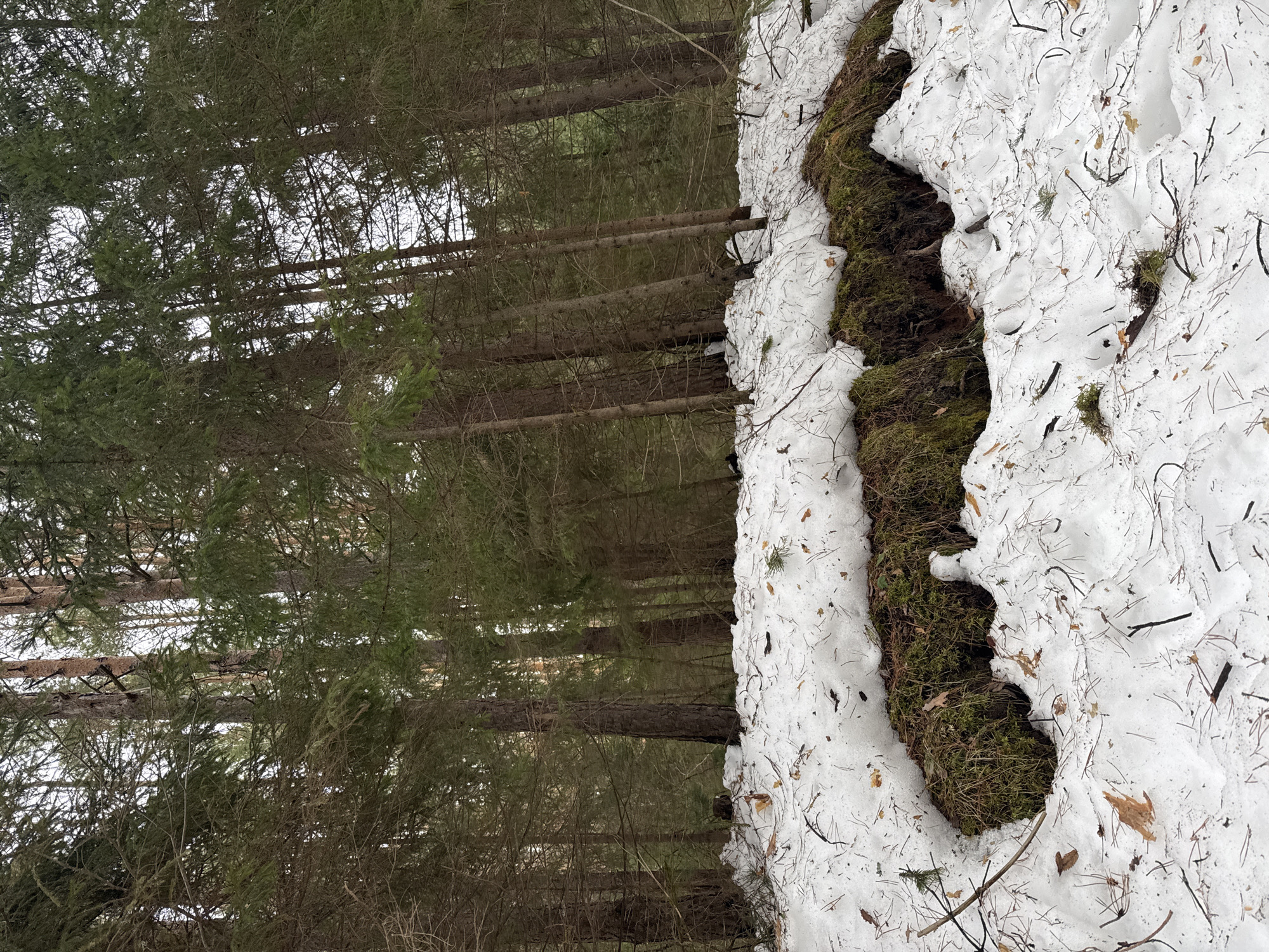 The image shows a forest scene in winter. On the left, a dense stand of evergreen trees with visible trunks extends upwards. The trees are mostly green, although some have brown branches. The background is a pale sky. On the right, a patch of ground is covered in snow. Parts of the ground are visible where the snow has melted or is thinner, revealing dark green moss and brown leaves. The scene is tilted horizontally. There is no indication of the specific location within Votkinsk, Russia. No people or specific actions are depicted.