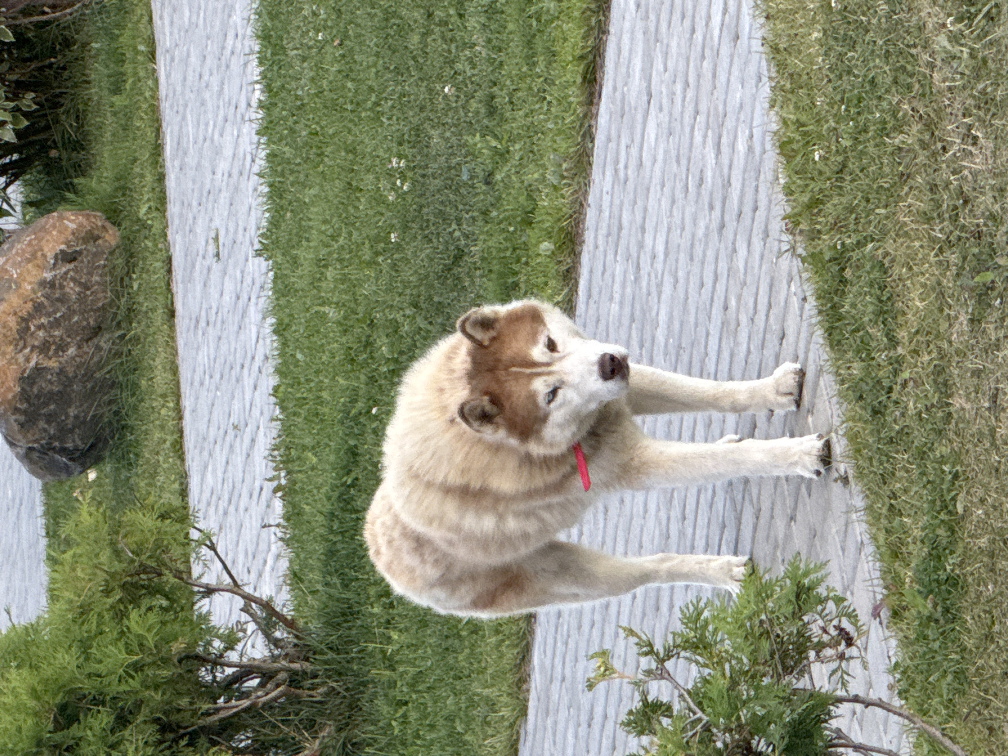 A light brown and white husky with blue eyes and a pink collar stands on a paved path next to a patch of grass. There are bushes to the left and a large rock in the background. The image appears to be taken outdoors in a park-like setting. The location is Kurkijoki, Russia.