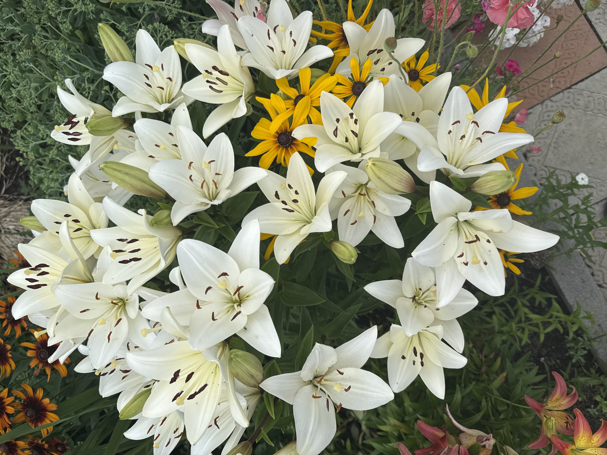 A high-angle, close-up shot captures a dense arrangement of white lilies, interspersed with bright yellow and dark-centered rudbeckia flowers. The lilies, with their prominent dark brown stamens and pale yellow pistils, dominate the foreground. Some lily buds are visible, still tightly closed. Behind the white lilies, in the upper left corner, are rudbeckia flowers with dark centers and vibrant orange petals. In the lower left and right corners, there are glimpses of other flowers, including what appear to be pink poppies and some speckled, reddish-orange lilies. The background consists of lush green foliage and a hint of paving stones at the bottom. The scene suggests a well-tended garden or floral arrangement. The location is Chuguyevka, Russia.