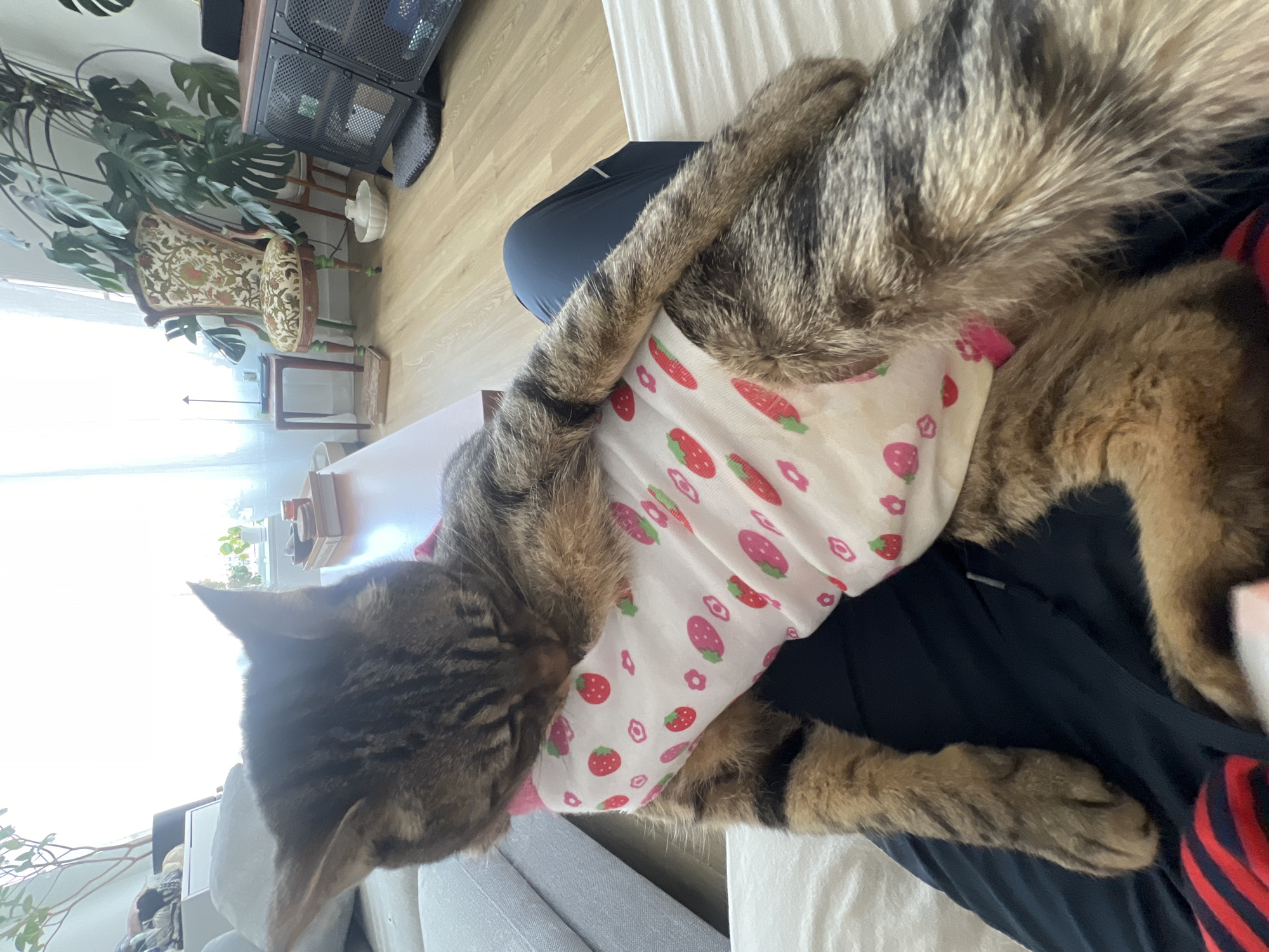 A brown tabby cat wearing a white strawberry-print garment is lying on a person's lap indoors. The location appears to be a home, with furniture and plants visible in the background. The scene is not identifiable as being within New York City.