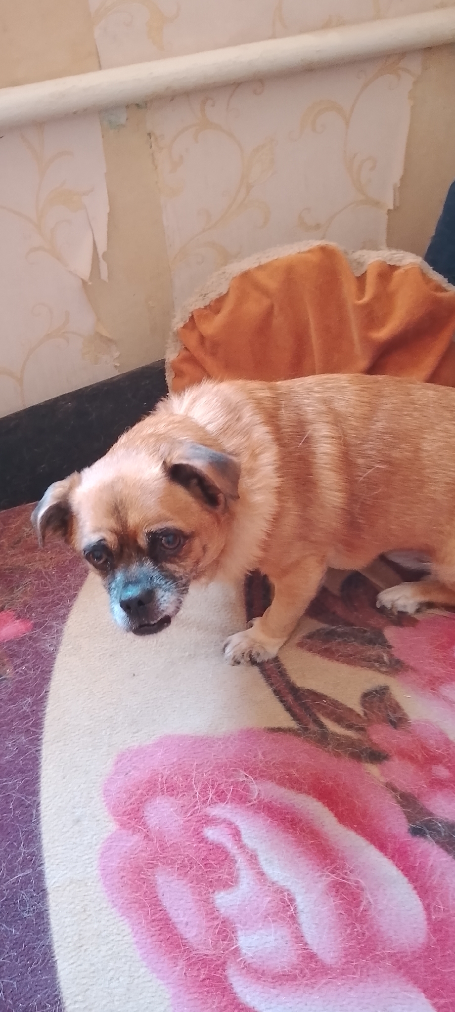 A pug or pug mix dog with light brown fur and darker markings around its eyes and ears is pictured indoors. The dog is standing on a blanket with a large pink floral pattern. Behind the dog, a portion of a wall with peeling wallpaper and a metal pipe is visible. The environment appears to be a residential interior, possibly a living room or bedroom. The image does not provide any specific location in Belgorod, Russia.