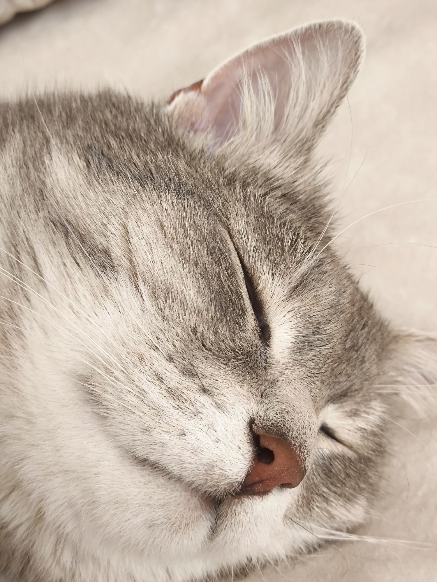 A close-up, eye-level, indoor photograph captures a domestic cat sleeping. The cat is a gray tabby with striped fur, its eyes closed. The focus is on its face, showing its fur, closed eyelids, pink nose, and white whiskers. The background is a soft, neutral surface, likely a blanket or bed. The lighting is soft and even, suggesting an indoor environment without direct sunlight. There are no people or other animals visible in the image. The location is not specified in the prompt.