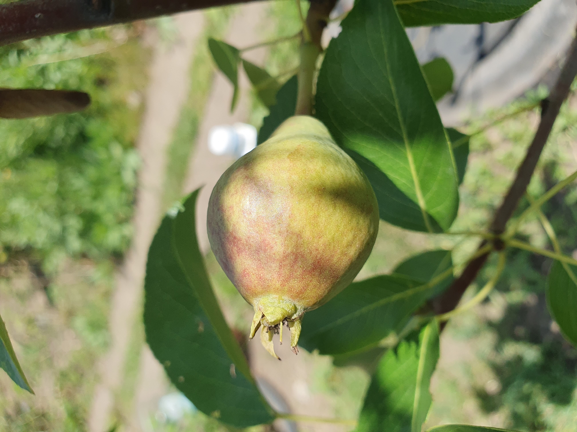 A young pear fruit, still green with some reddish blush and a slightly conical shape, is attached to a branch of a pear tree. The fruit is positioned in the center of the frame, surrounded by lush green leaves. The background is blurred, showing hints of outdoor scenery, possibly a garden or yard, with vegetation and a pathway. There is no visible presence of people or any specific urban context from Novoivanivka, Ukraine in this image. The lighting suggests it is daytime with natural sunlight casting shadows on the fruit and leaves.